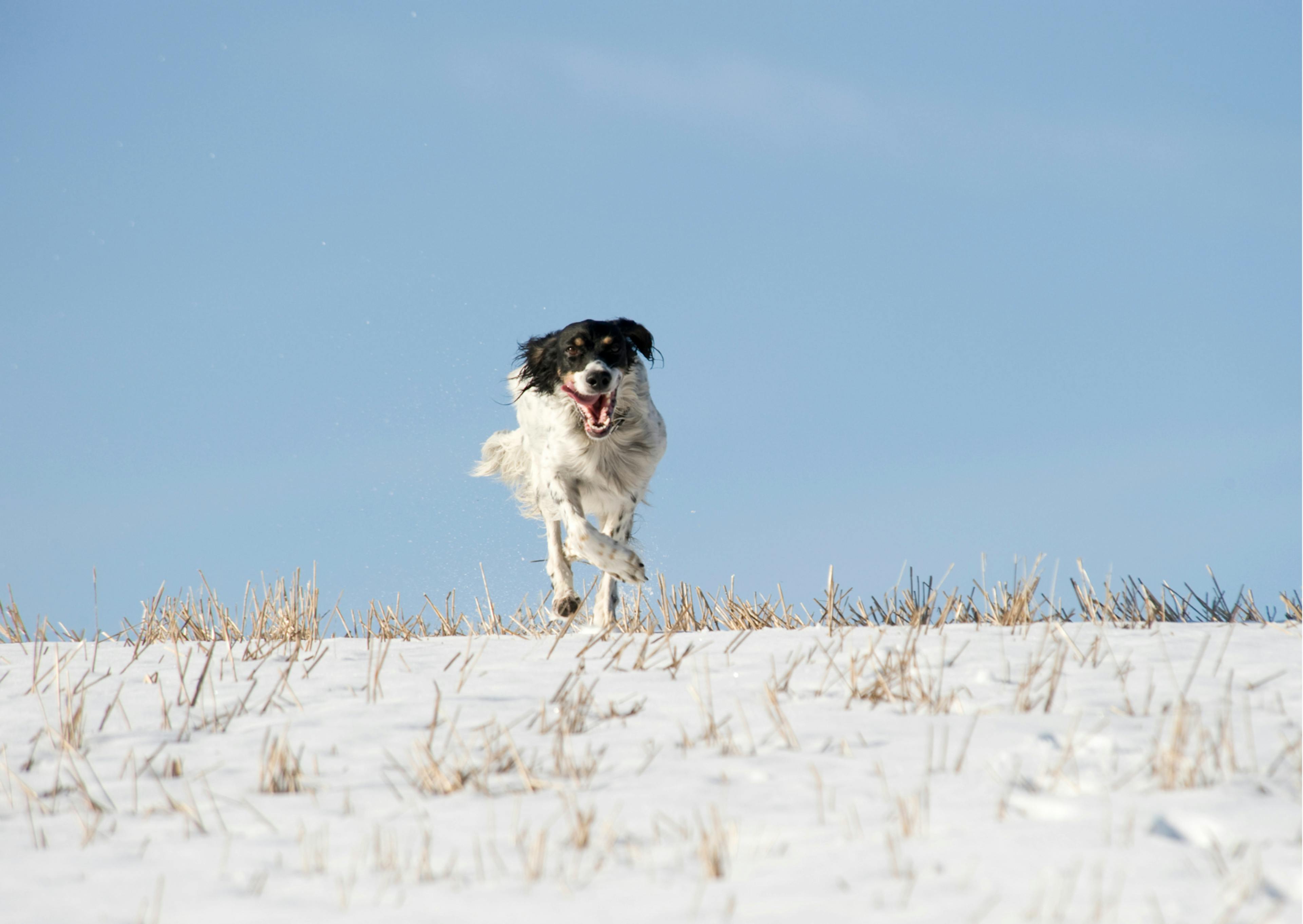 setter anglais qui court dans le sable 