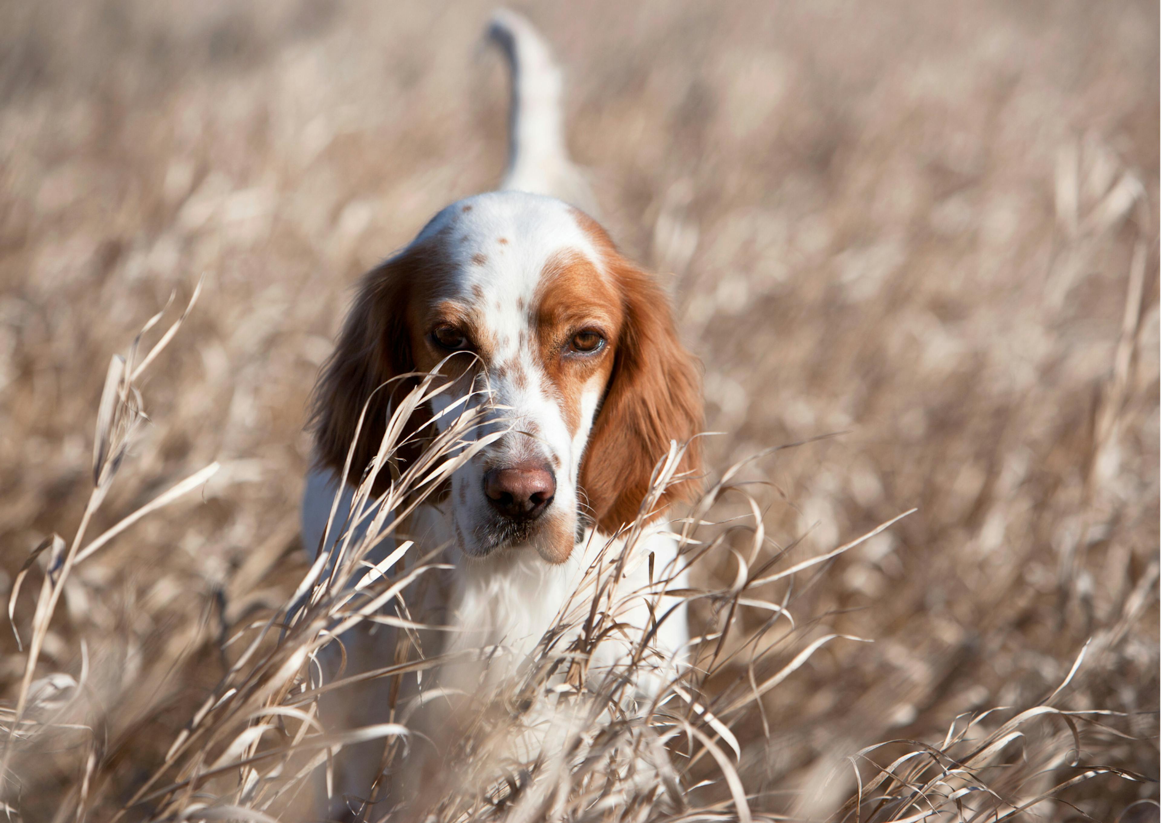 setter anglais blanc et fauve