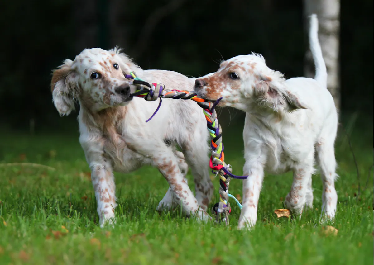 deux chiots setter anglais qui jouent avec une corde