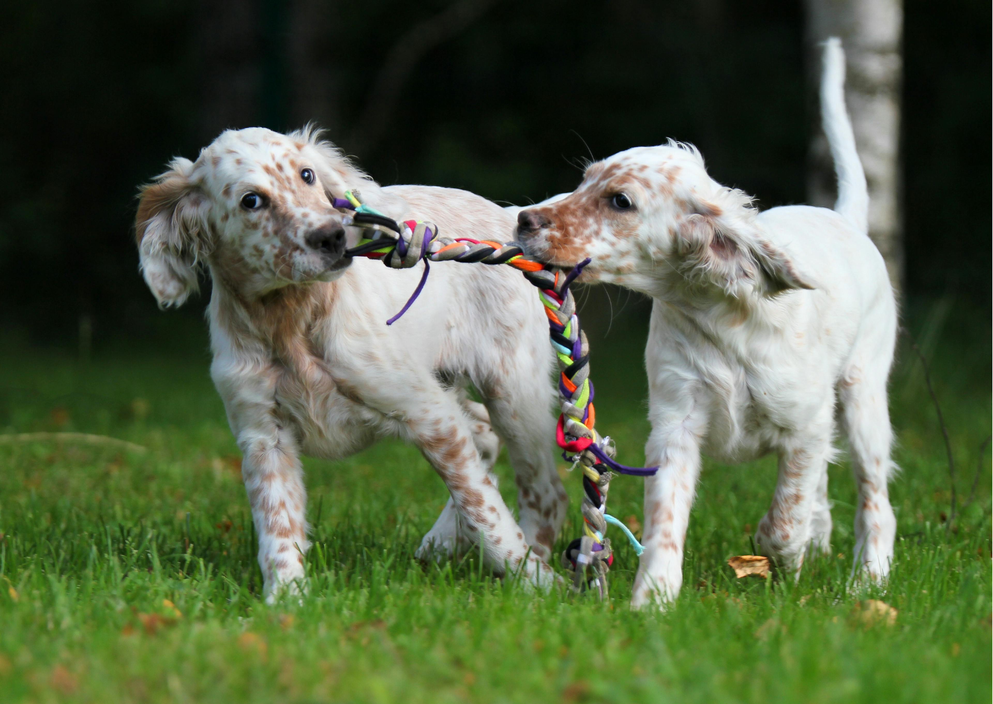 deux chiots setter anglais qui jouent avec une corde 