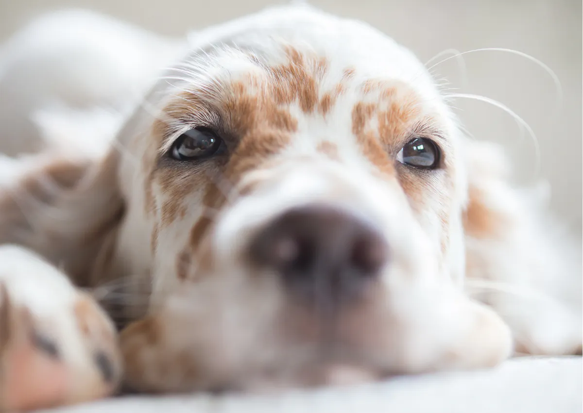 chiot setter anglais