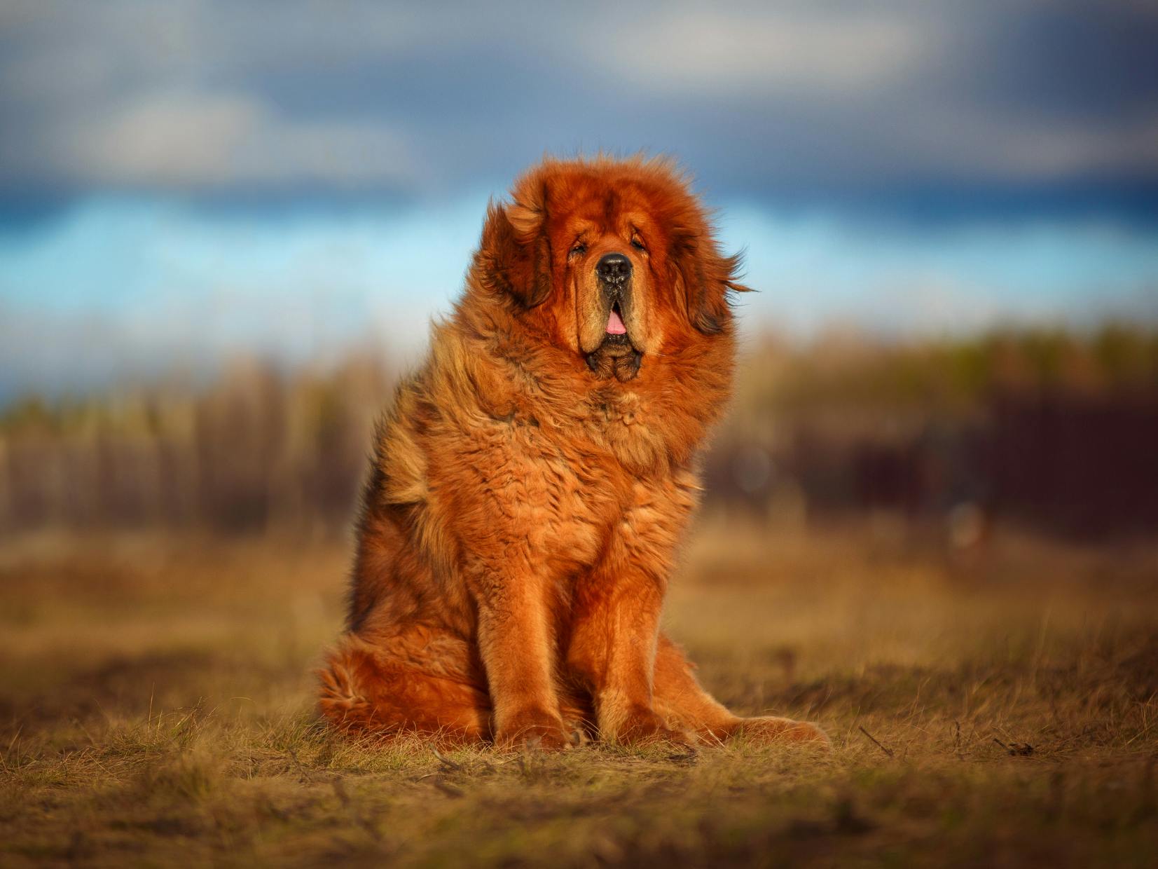 Dogue du Tibet fauve