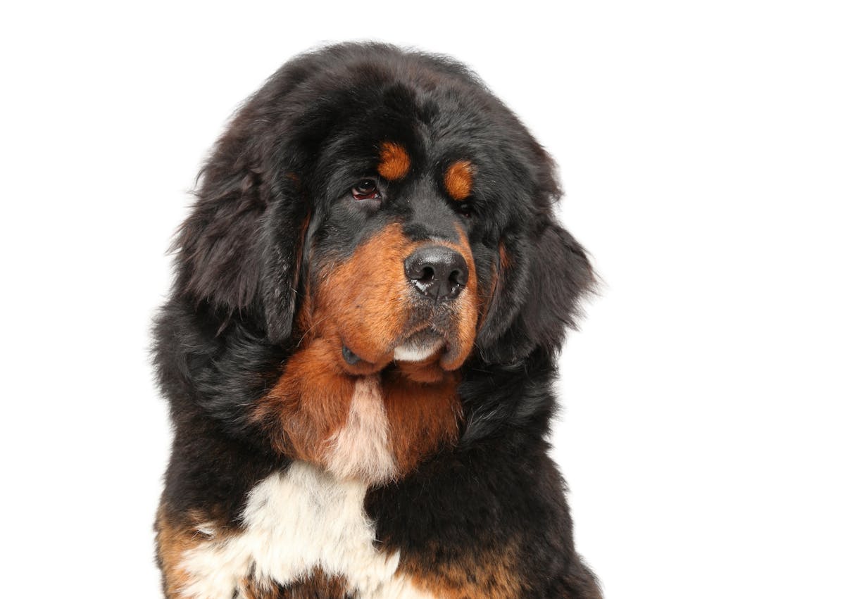 dogue du Tibet noir tricolore