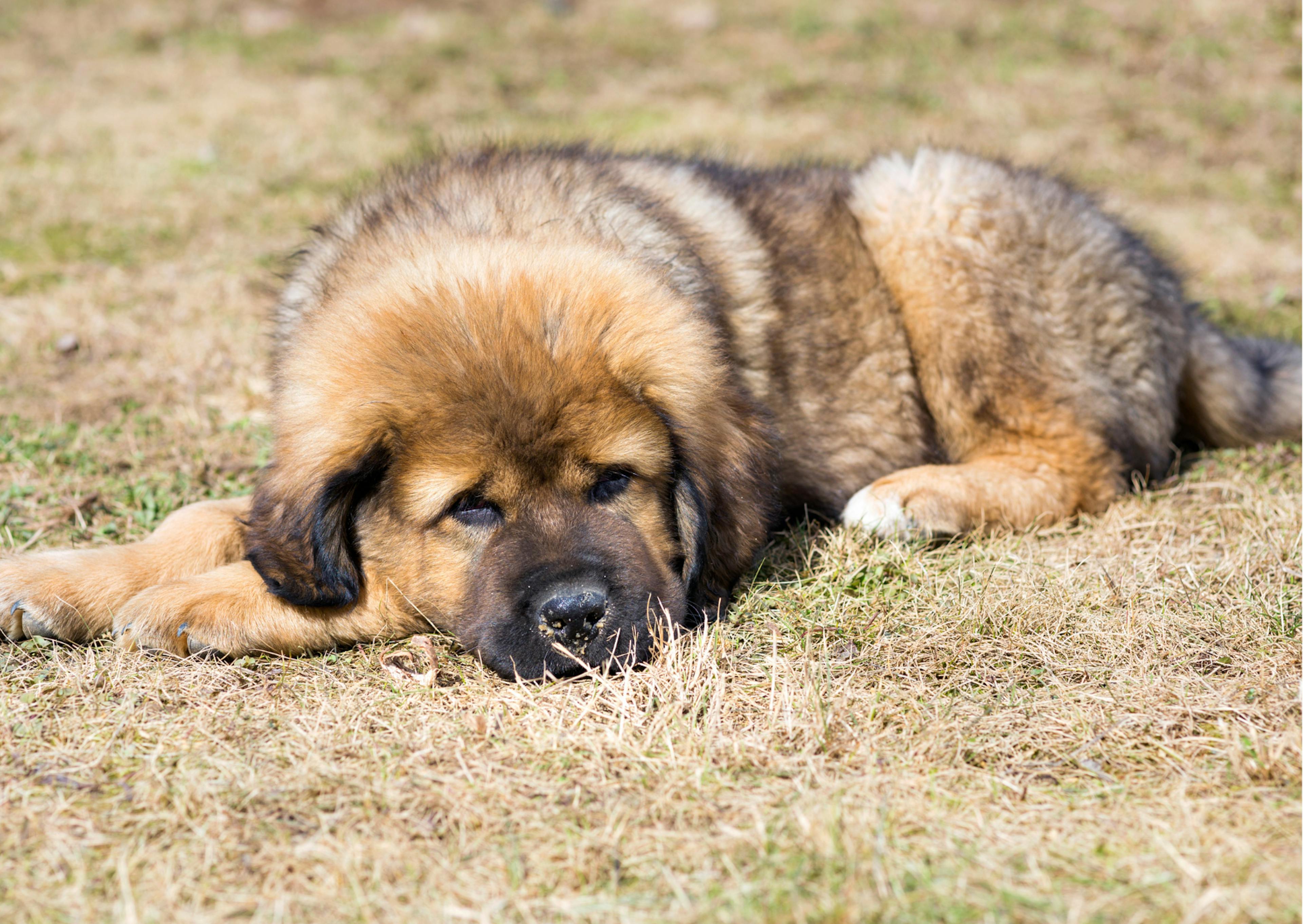 chiot dogue du tibet allongé au soleil 