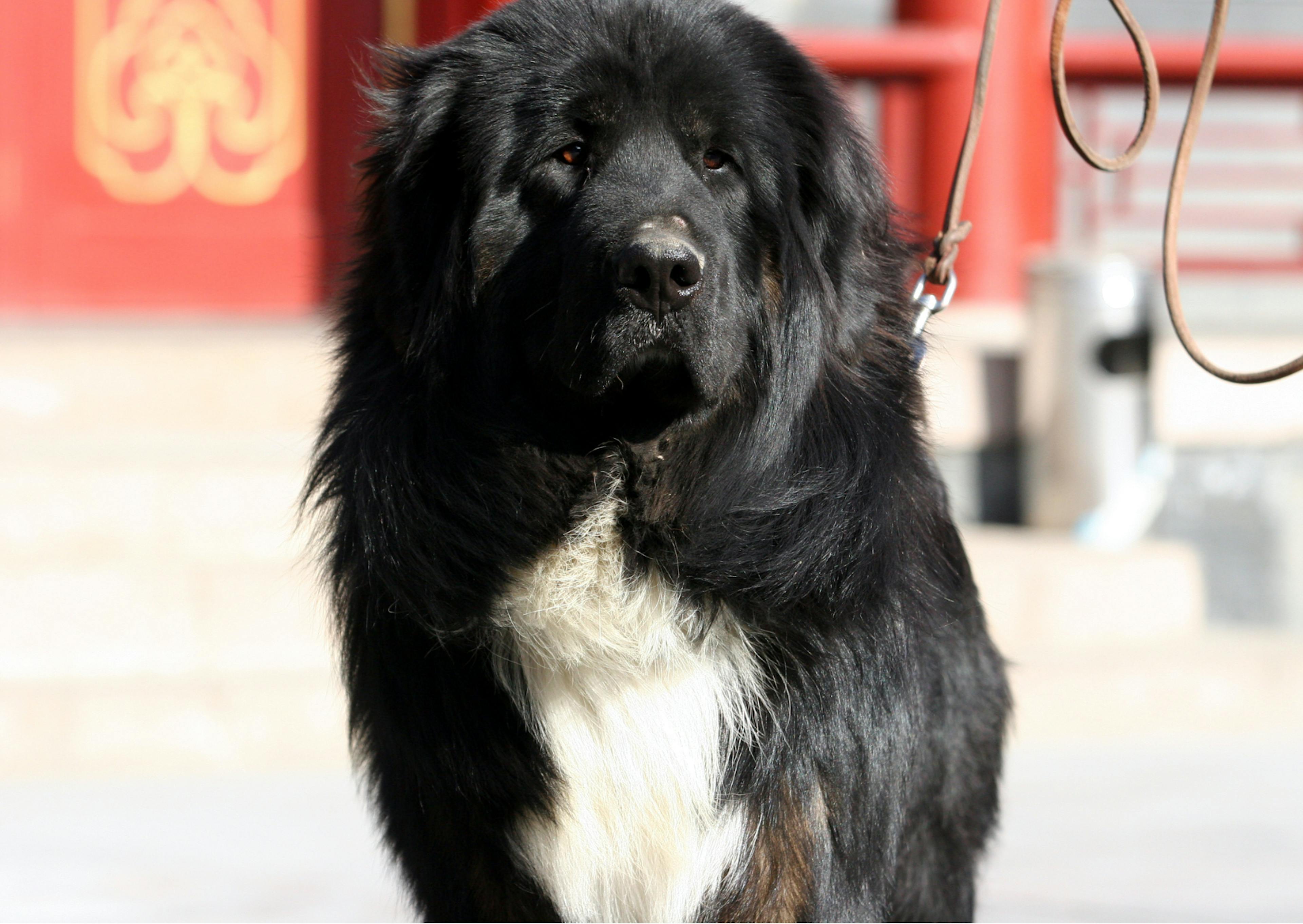 dogue du tibet noir et blanc 