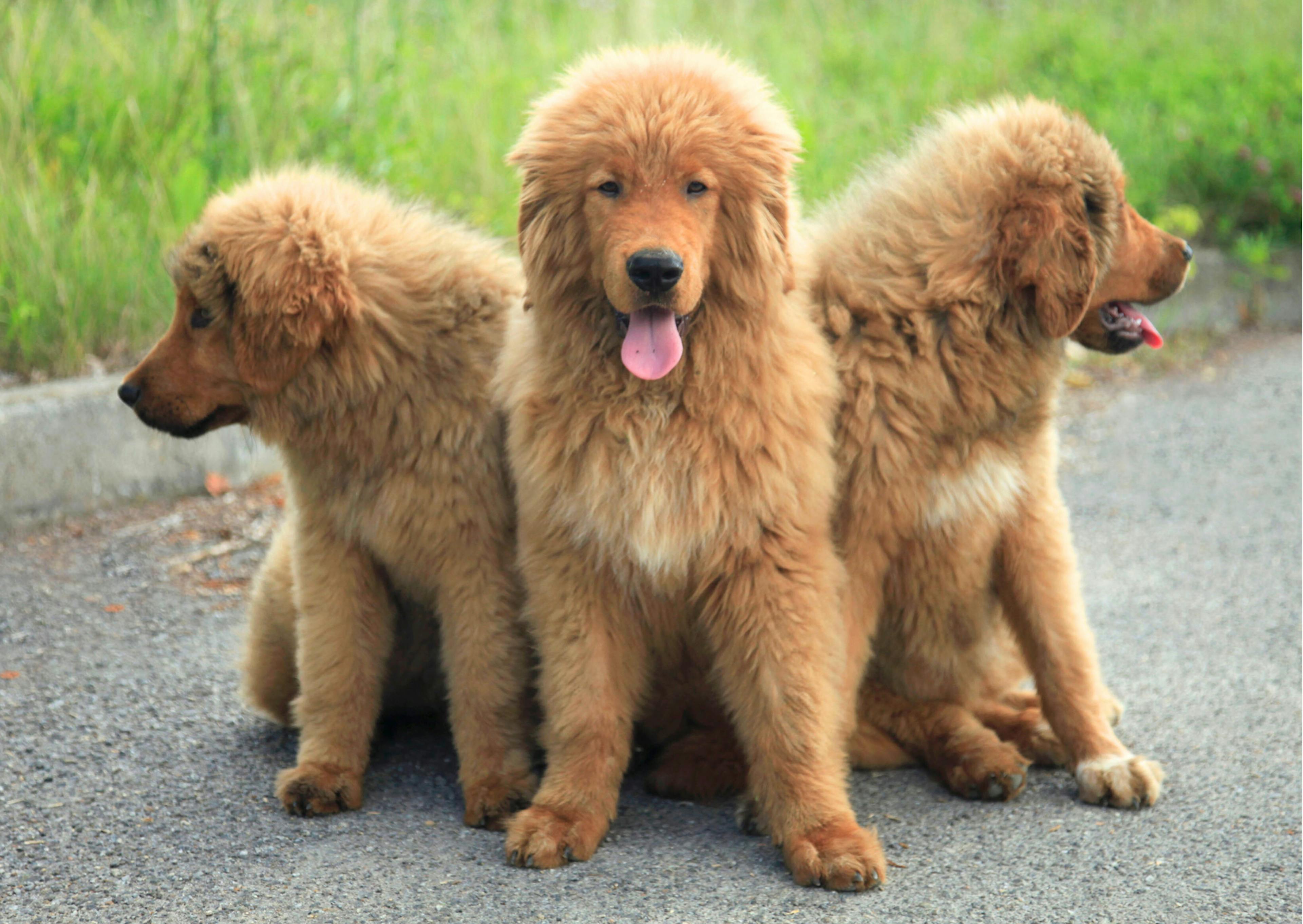 chiots dogues du tibet couleur fauve