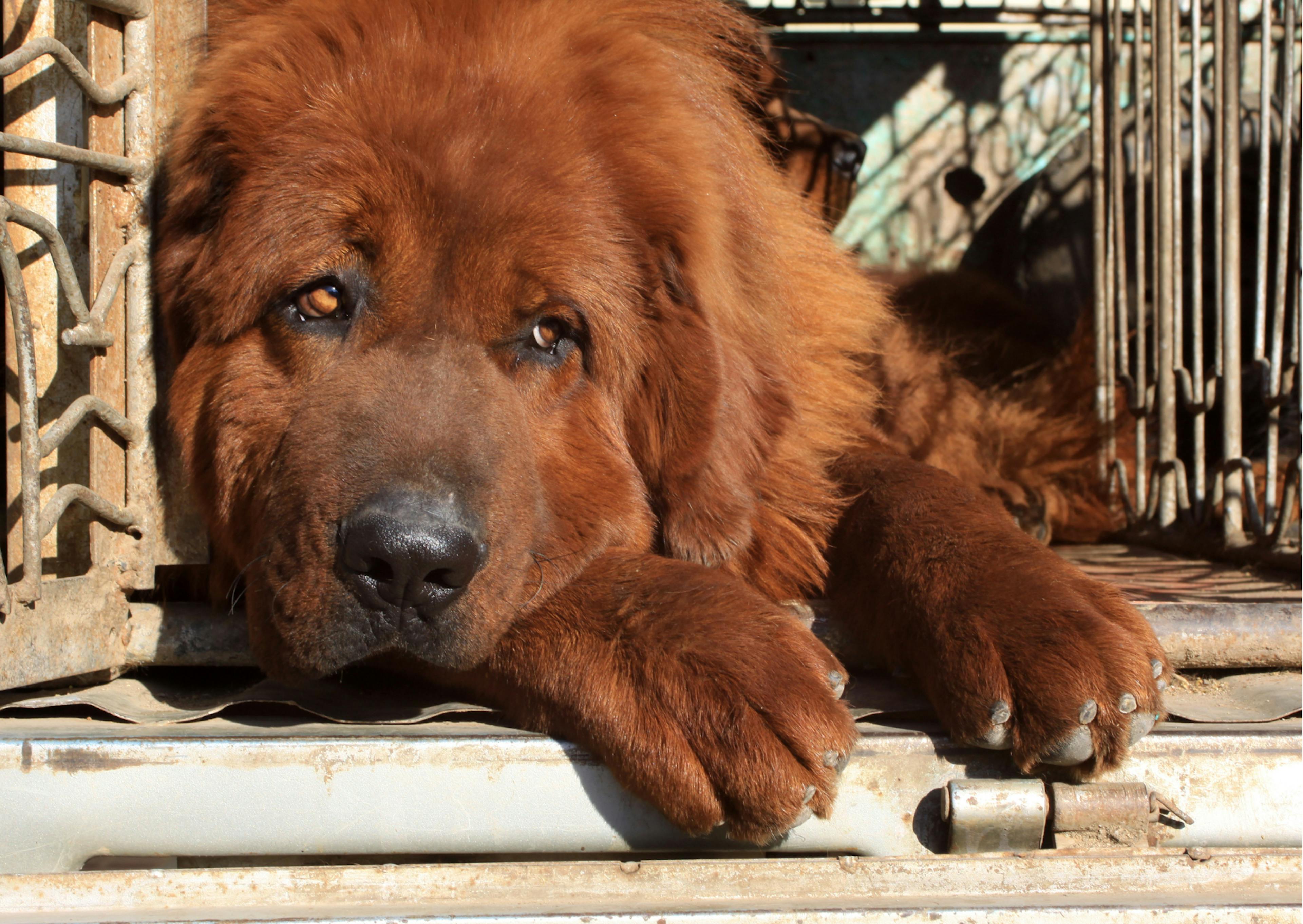 dogue du tibet couleur fauve