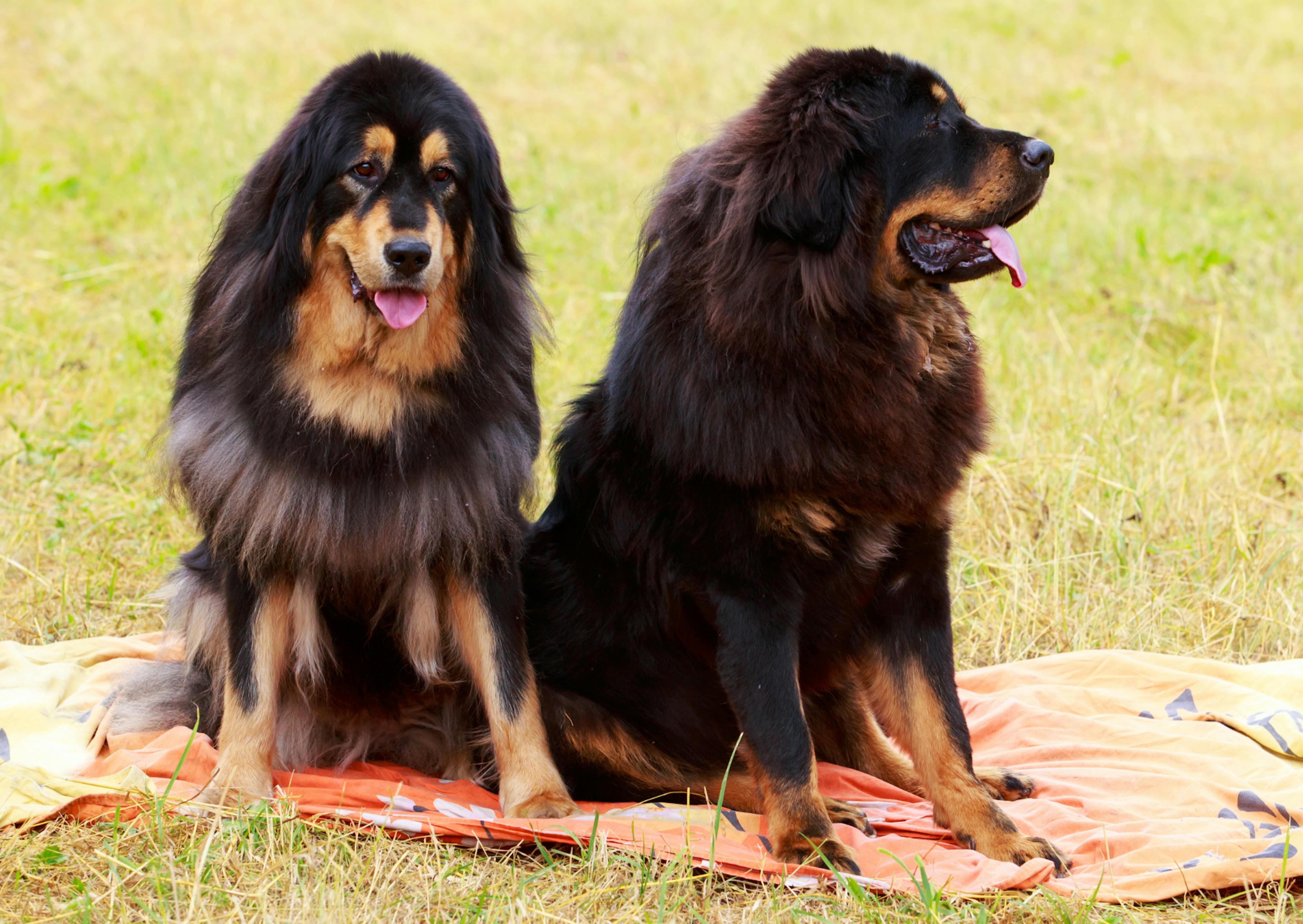 deux dogues du tibet noir et feu