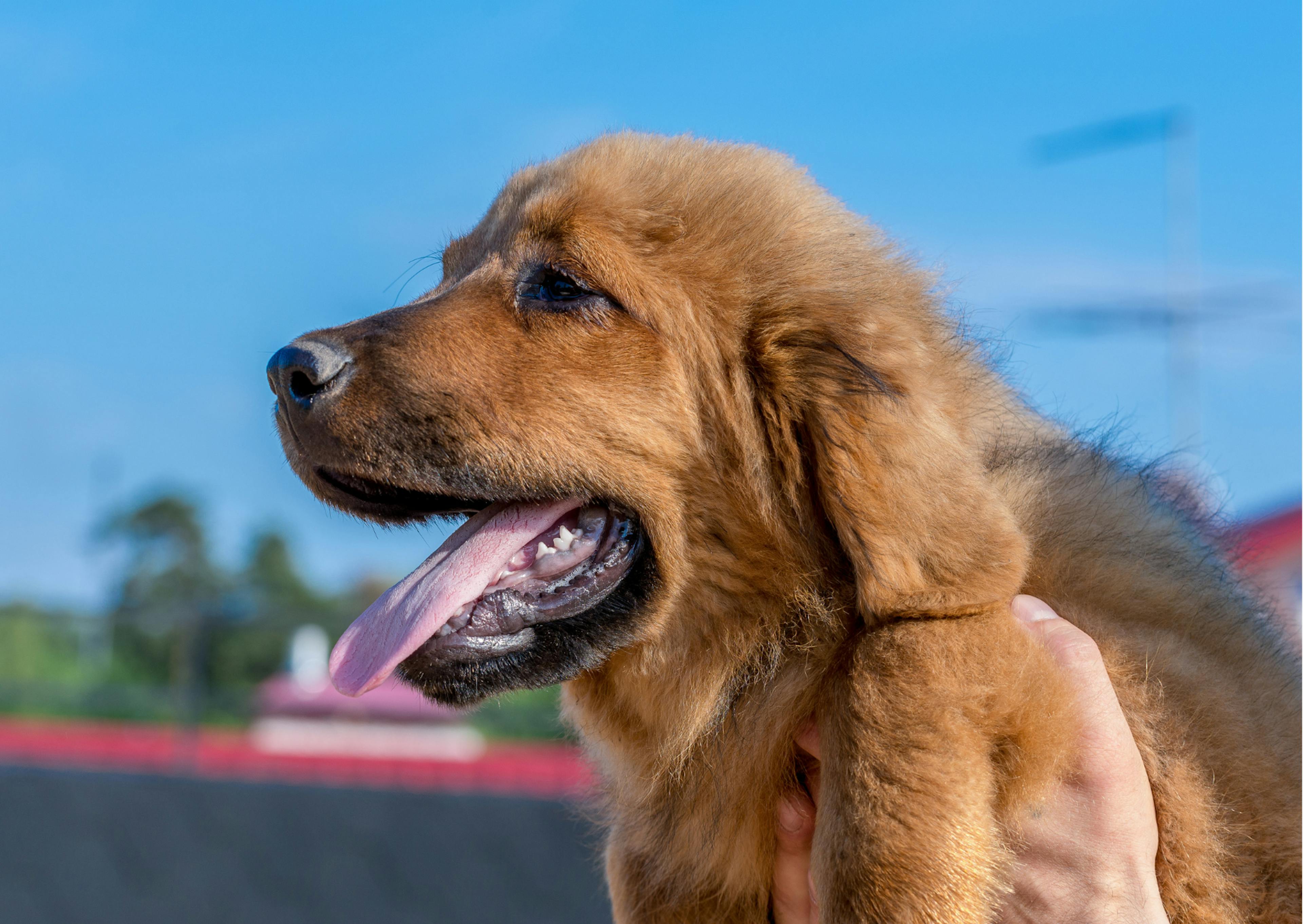 chiot dogue du tibet couleur fauve 