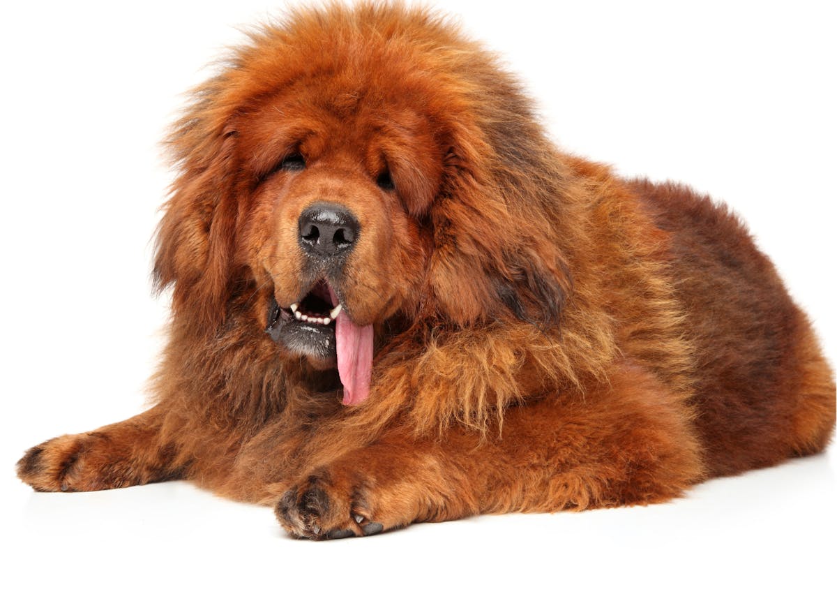 dogue tu tibet couleur fauve allongé sur fond blanc 