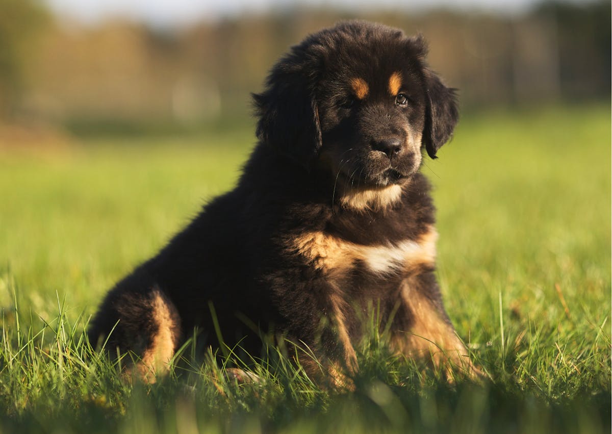 chiot dogue du tibet noir et feu dans l'herbe