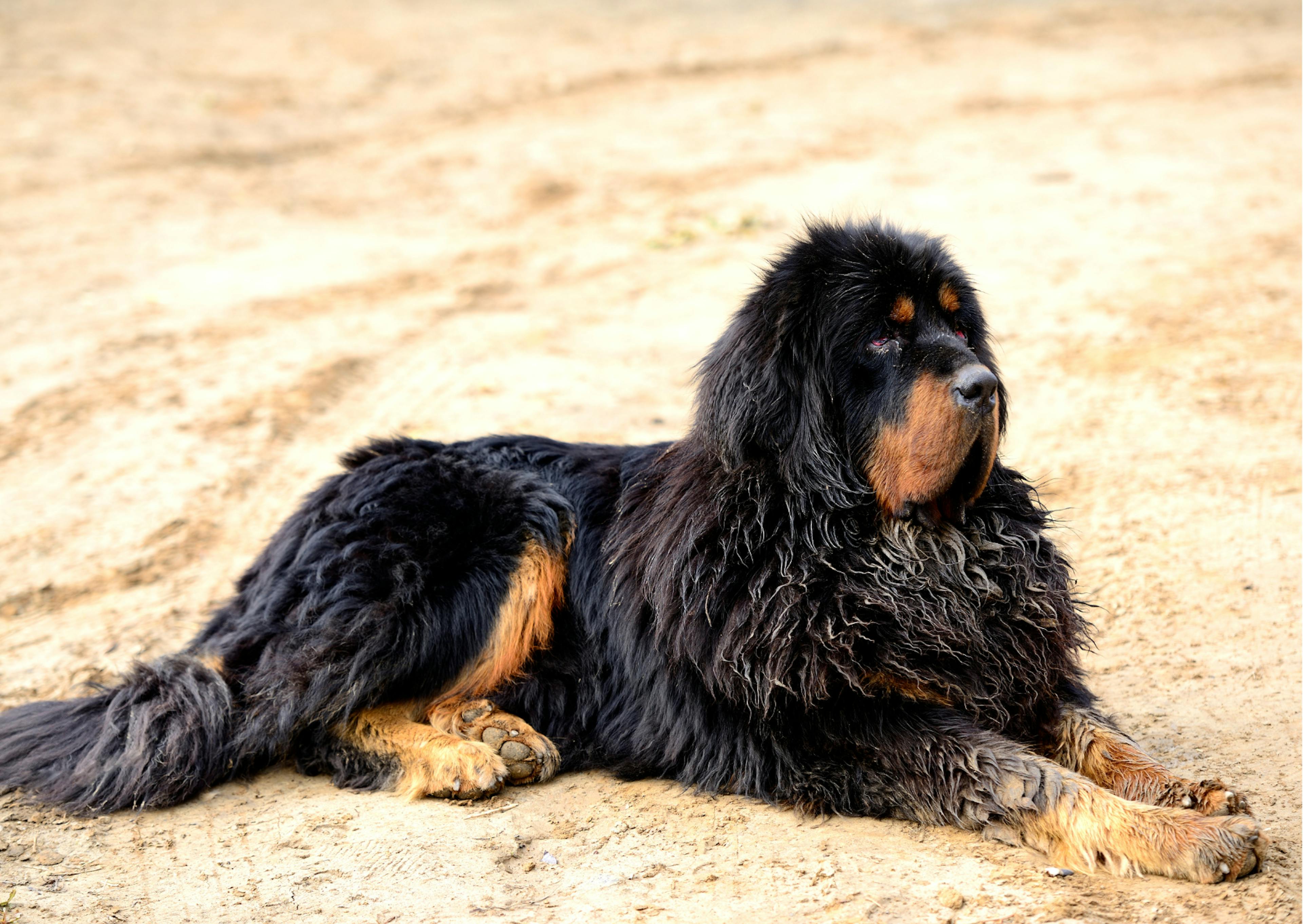 dogue du tibet noir et feu allongé dans le sable 