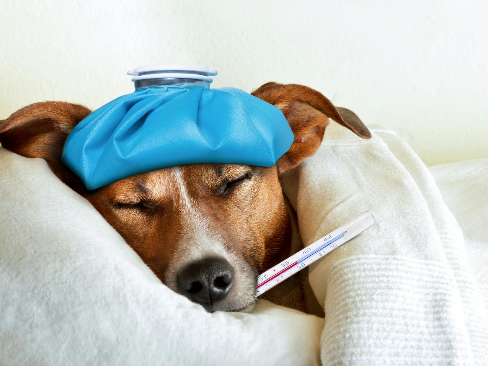 chien malade avec un thermomètre de la Leishmaniose