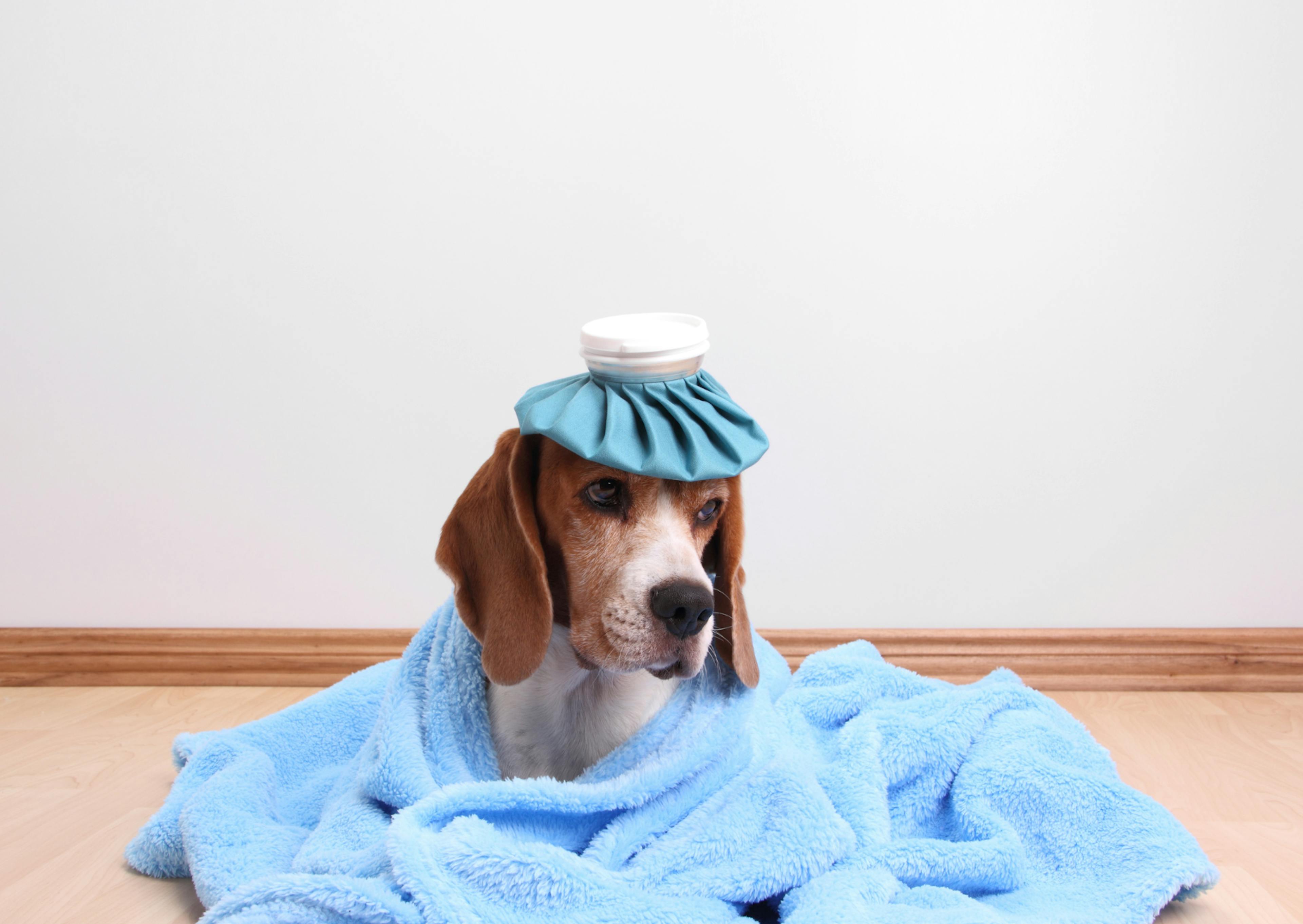 Chien malade avec une couverture