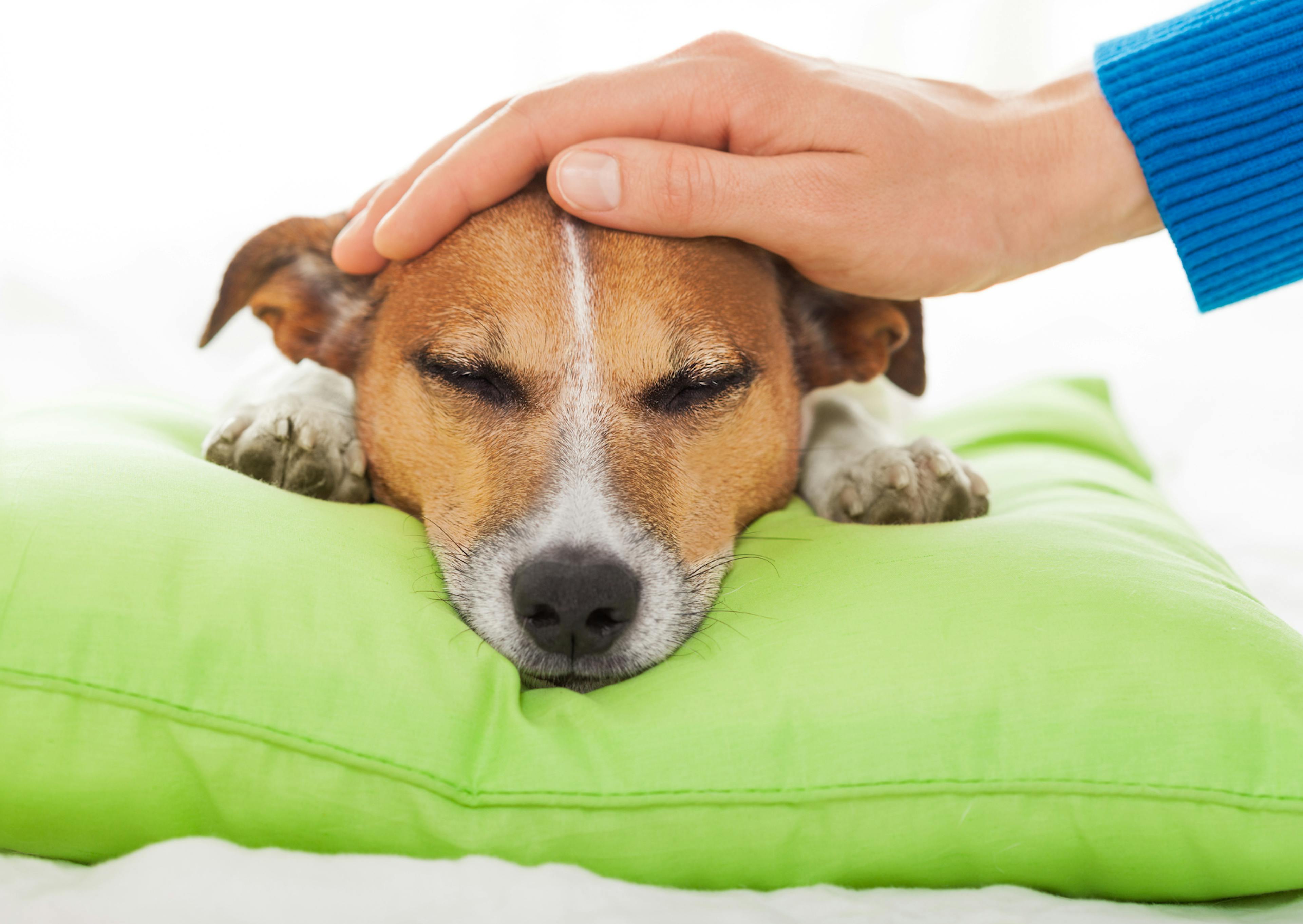 Chien malade sur un coussin