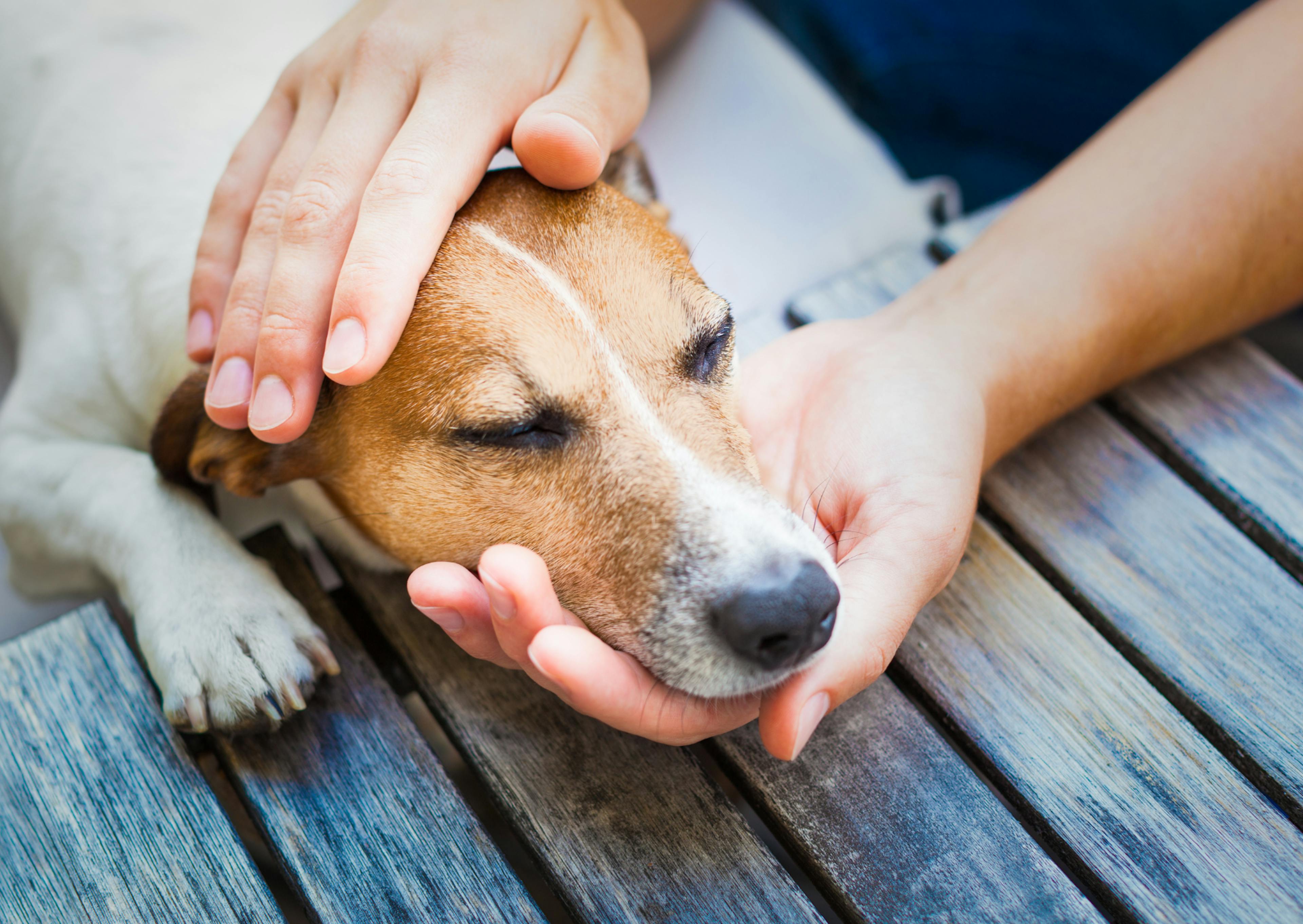 maître qui aide son chien