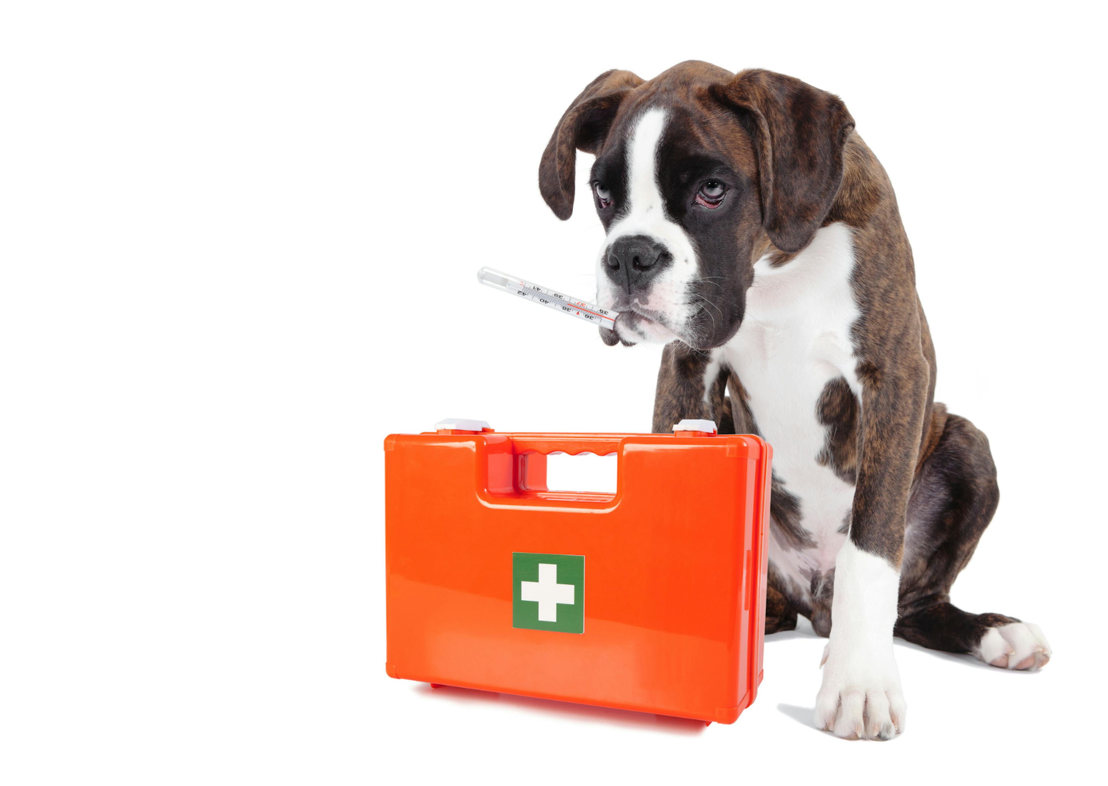 Boxer avec une trousse vétérinaire 