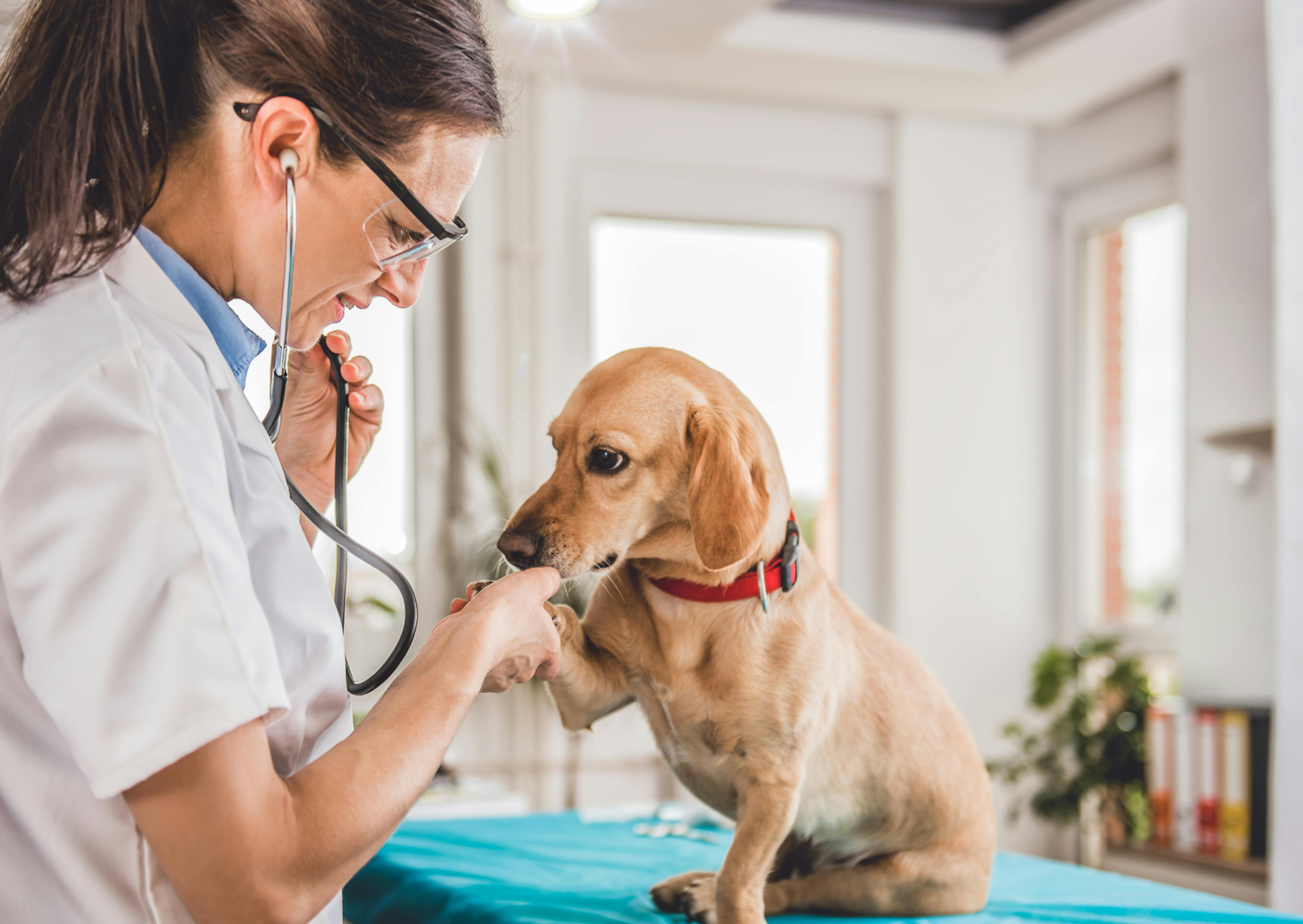 Chien qui se fait soigner par le vétérinaire