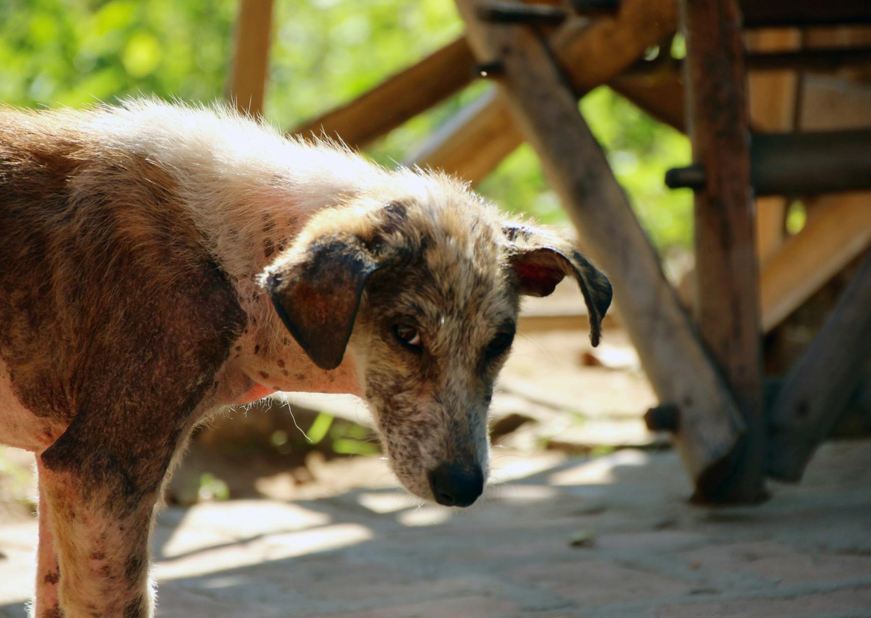 Chien qui regarde au loin