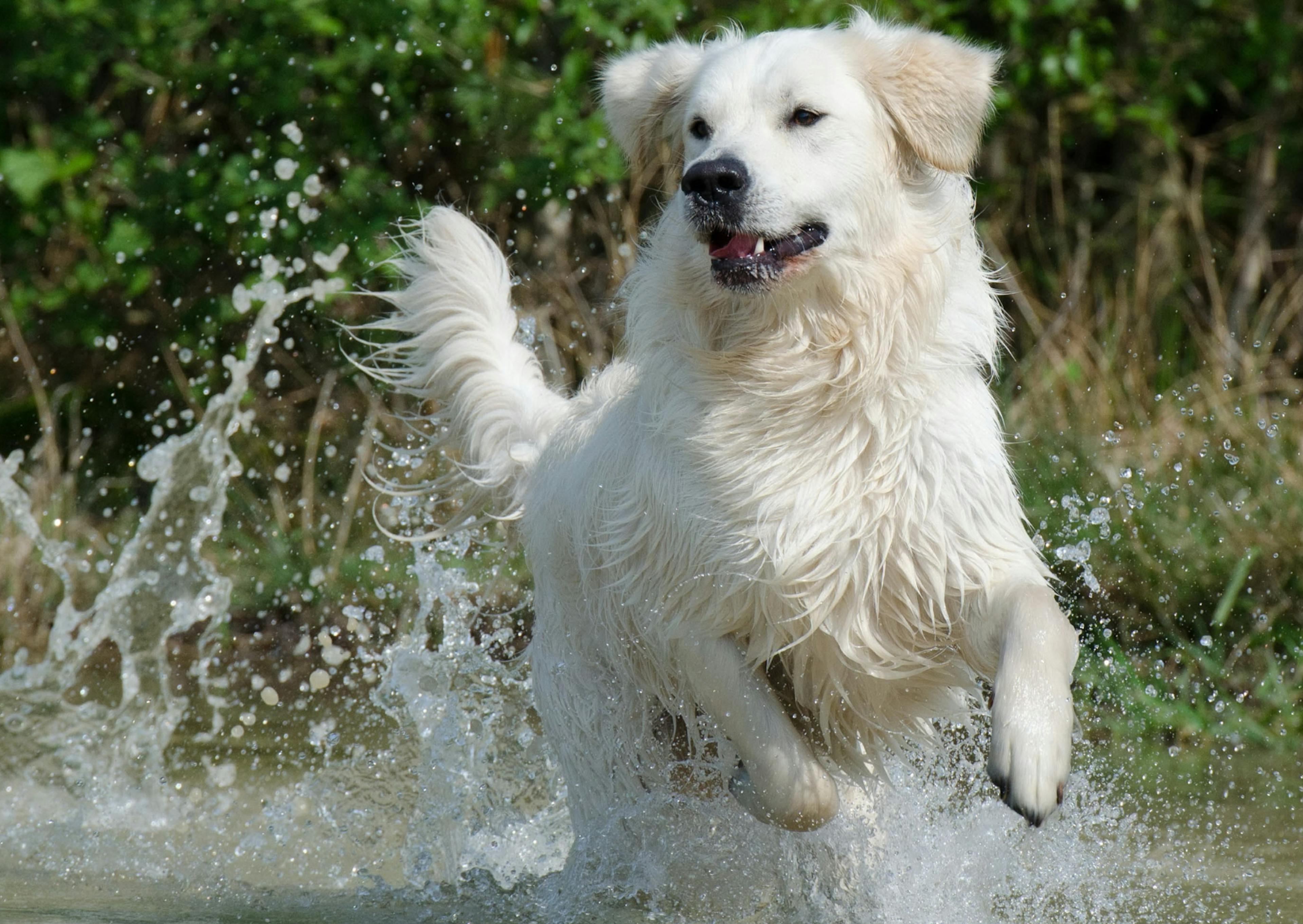 Chien dans l'eau et heureux