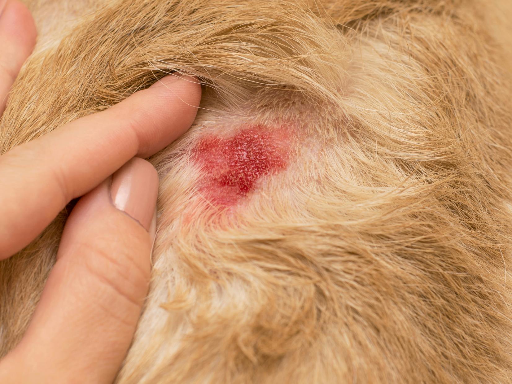 hotspot sur un chien à poils roux