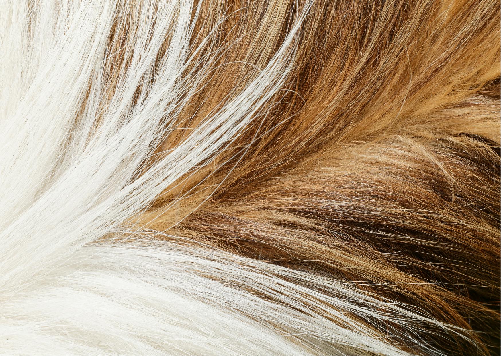 pelage de chiens
