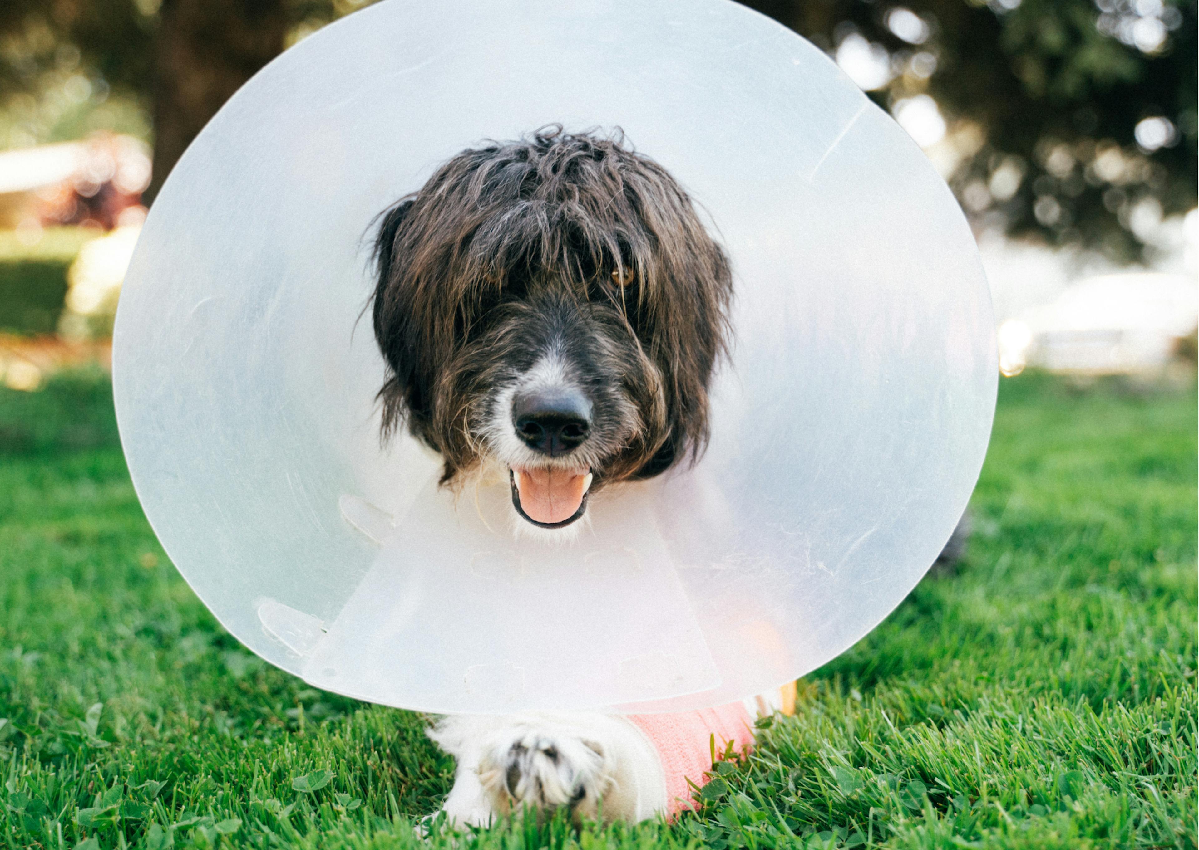 chien avec une collerette 