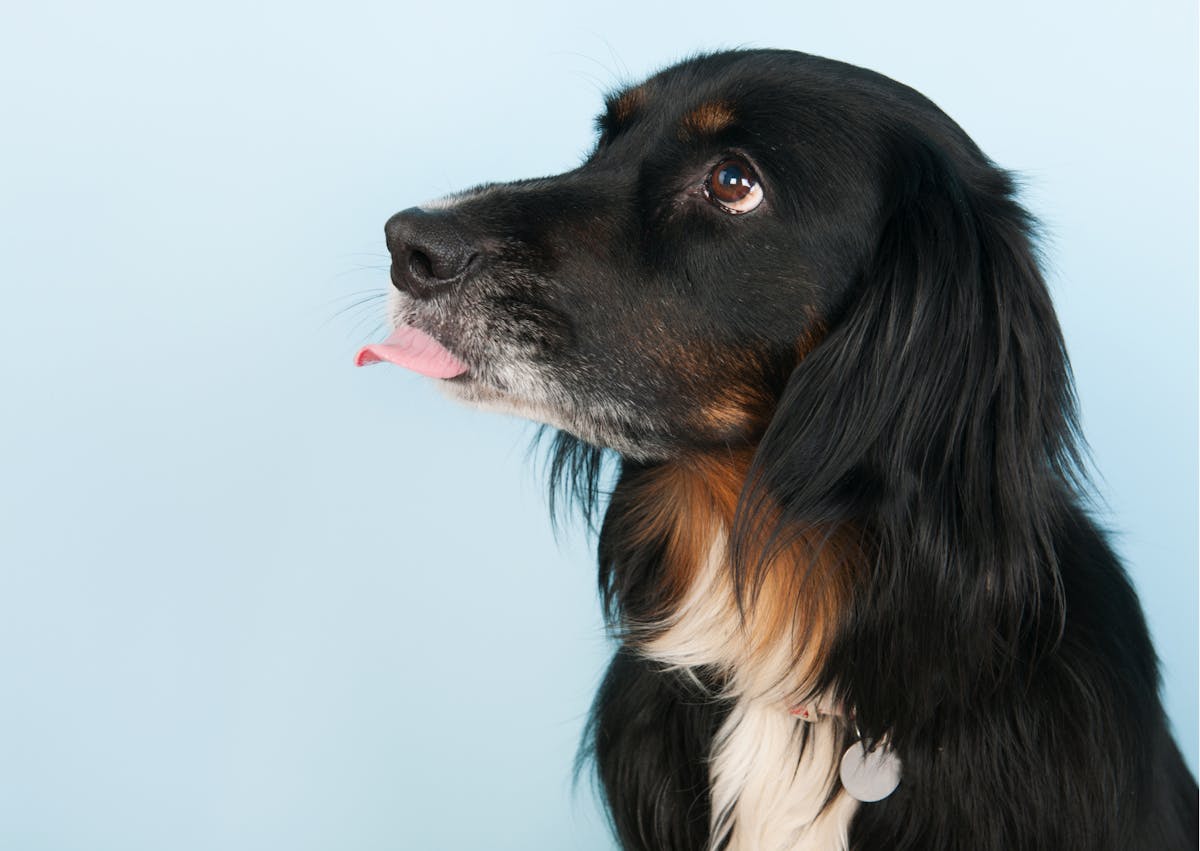 chien qui tire la langue