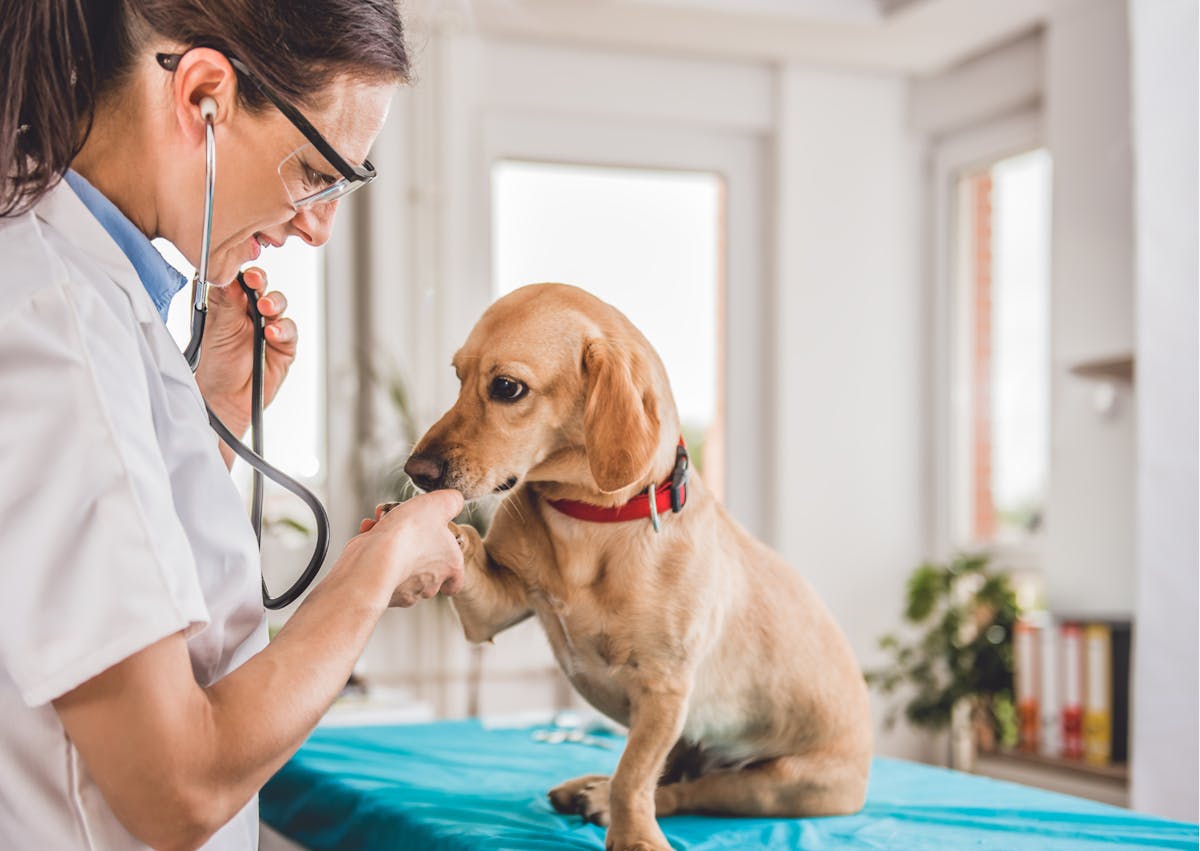 chien chez le vétérinaire