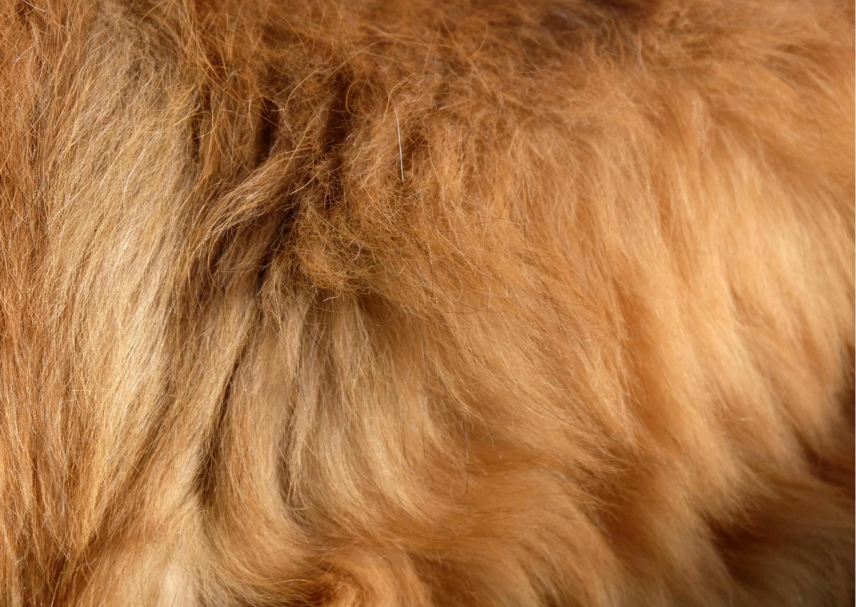 pelage de chien couleur caramel