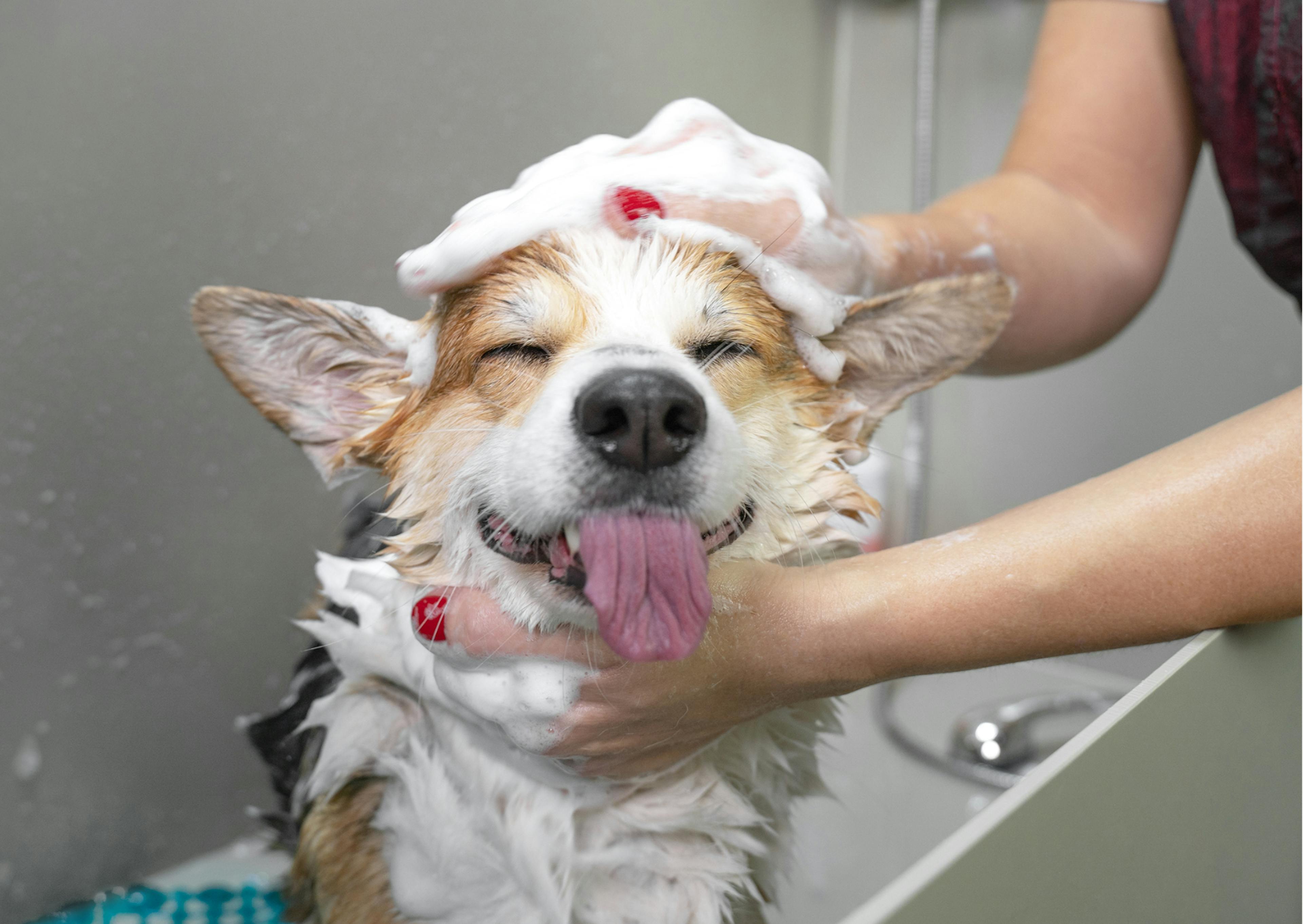 chien chez le toiletteur 