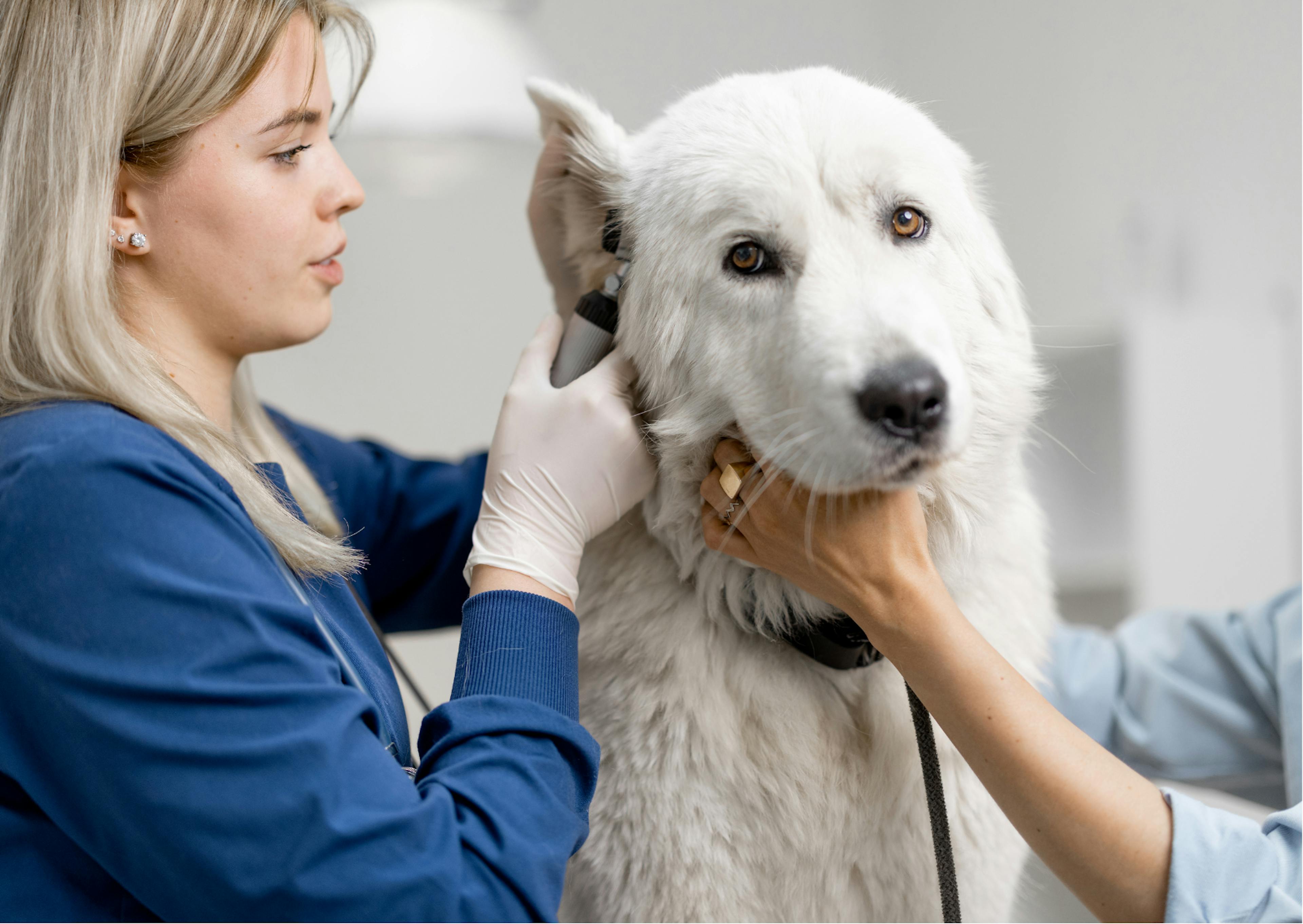 chien en consultation vétérinaire 