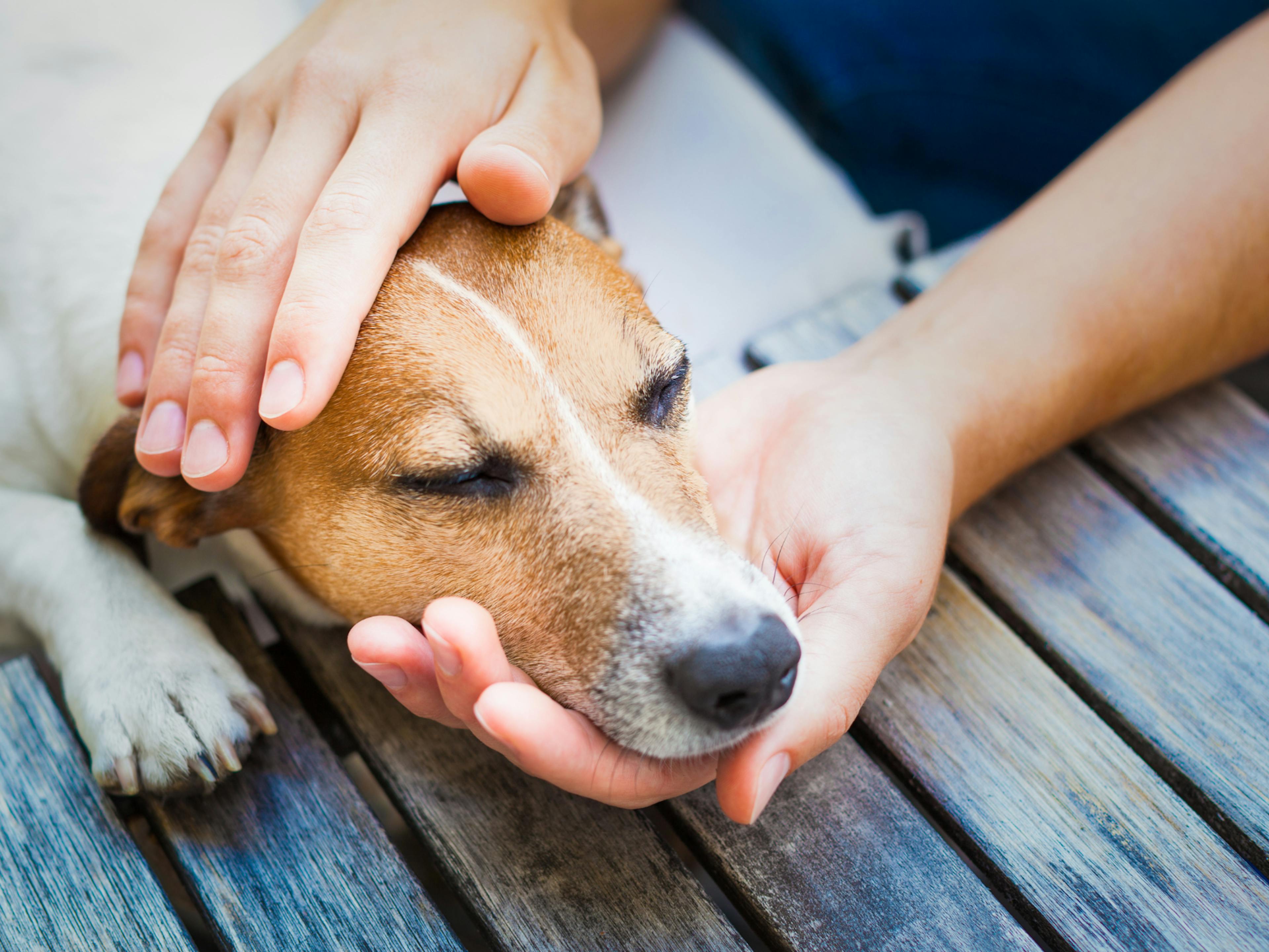 chien jack russell malade 