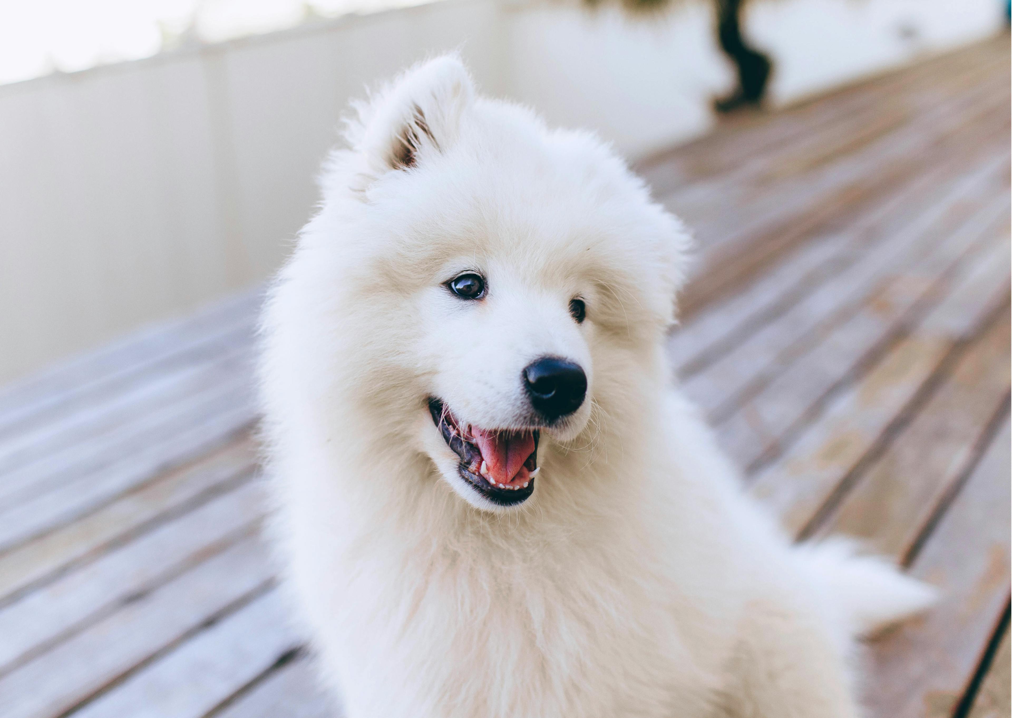 chiot samoyède qui sourit 