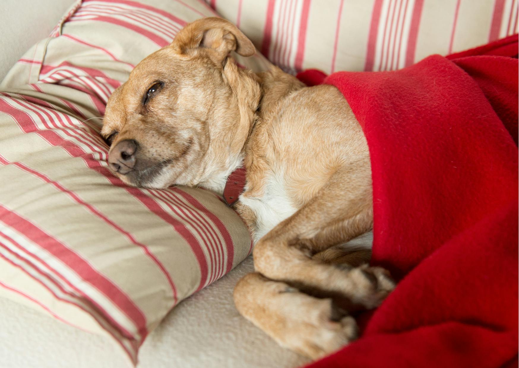 chien qui dort sur le canapé avec une couverture