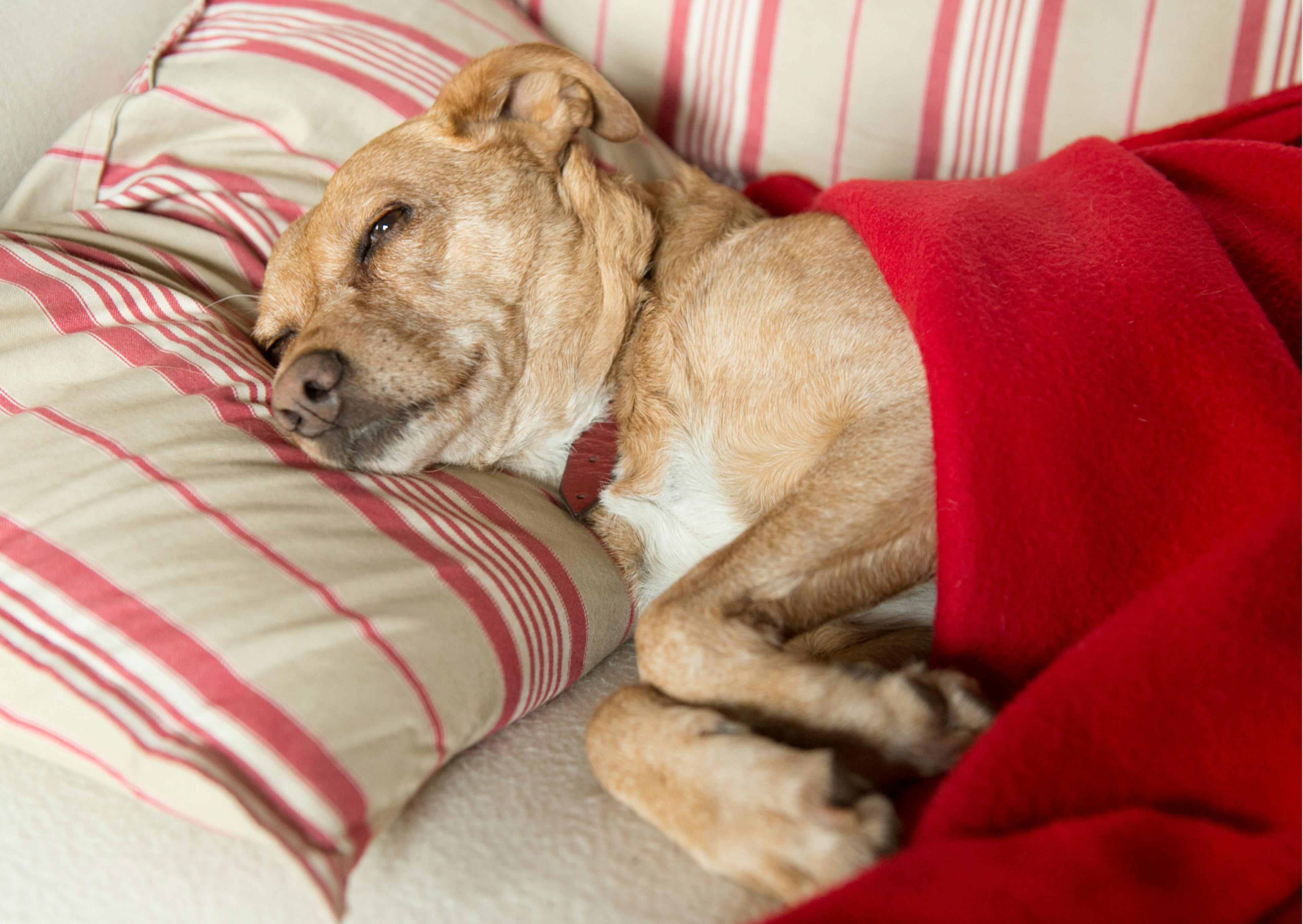 chien qui dort sur le canapé avec une couverture 