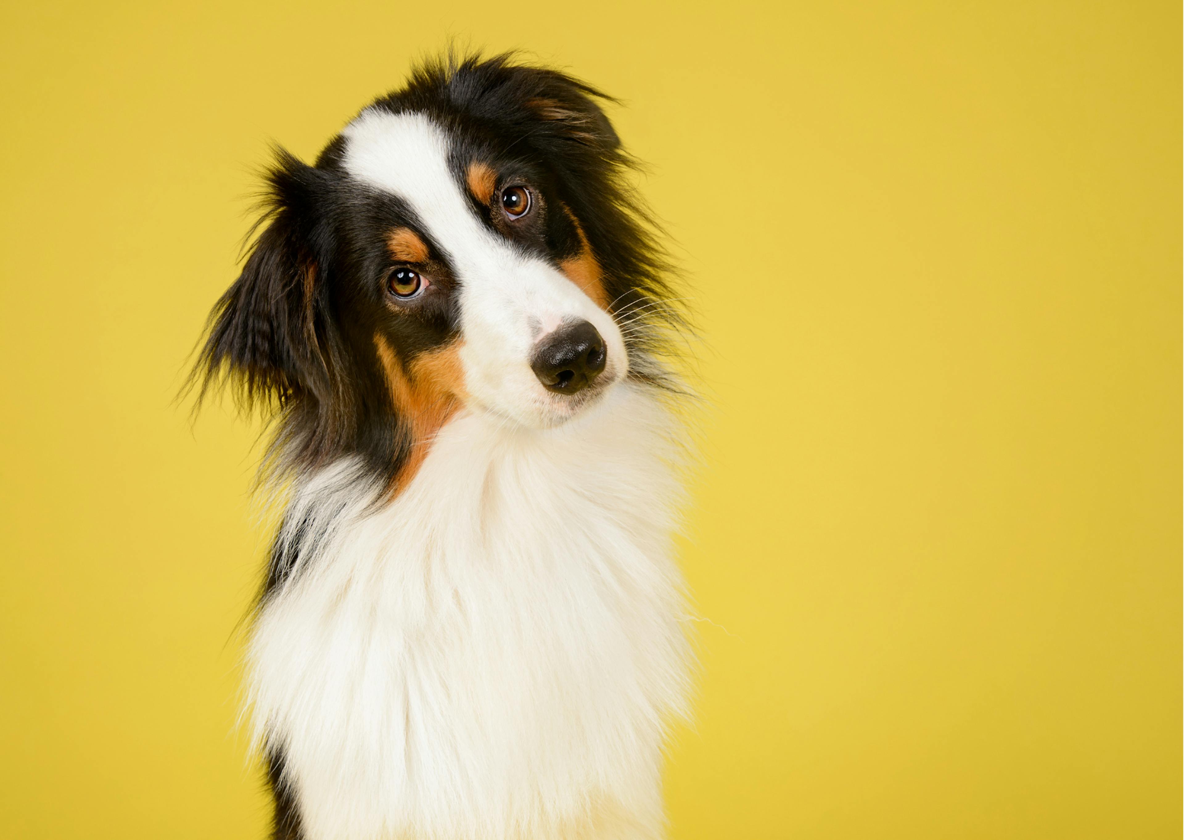 chien berger australien qui tourne la tête sur un fond jaune 