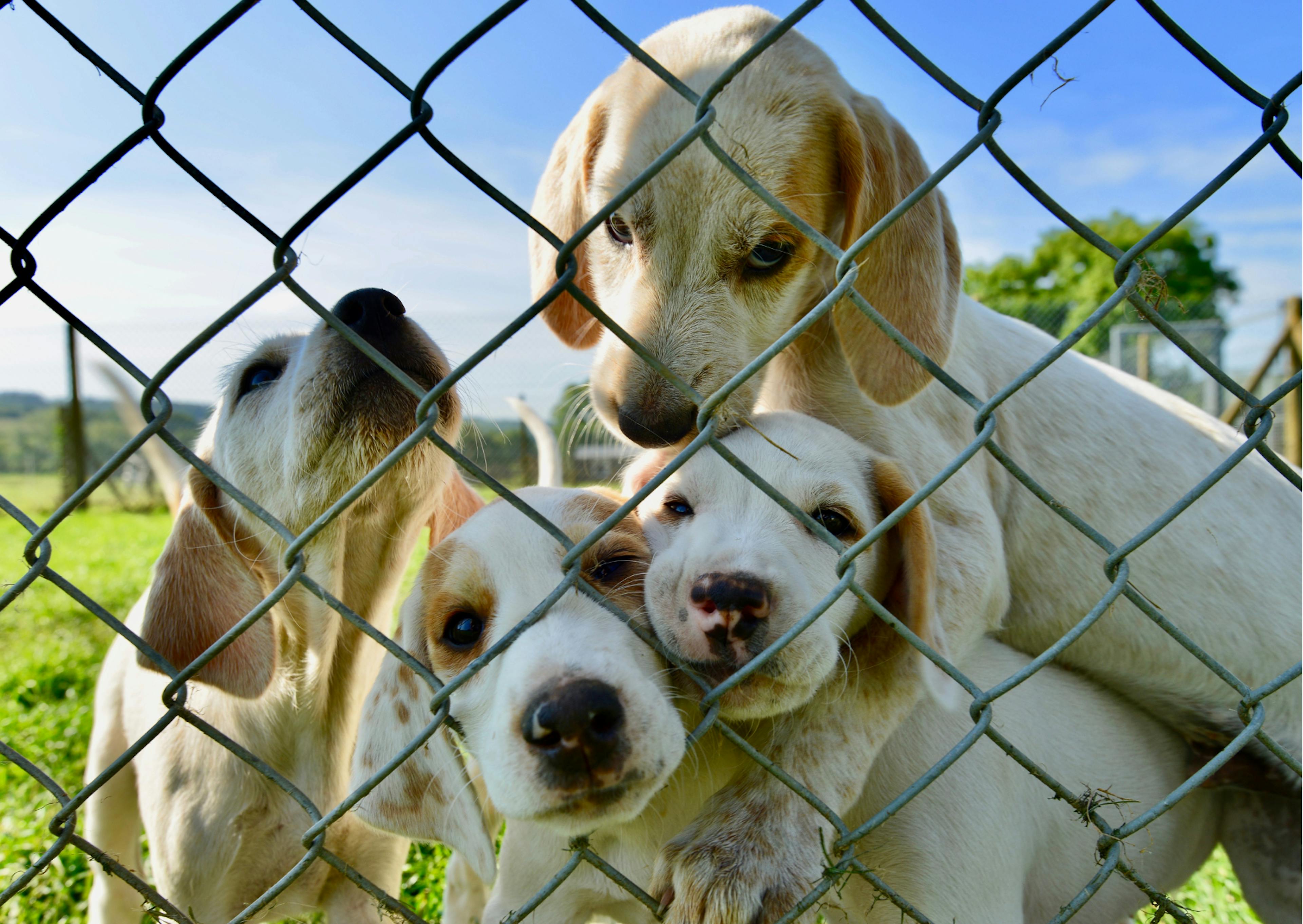 chiots dehors dans un élevage 