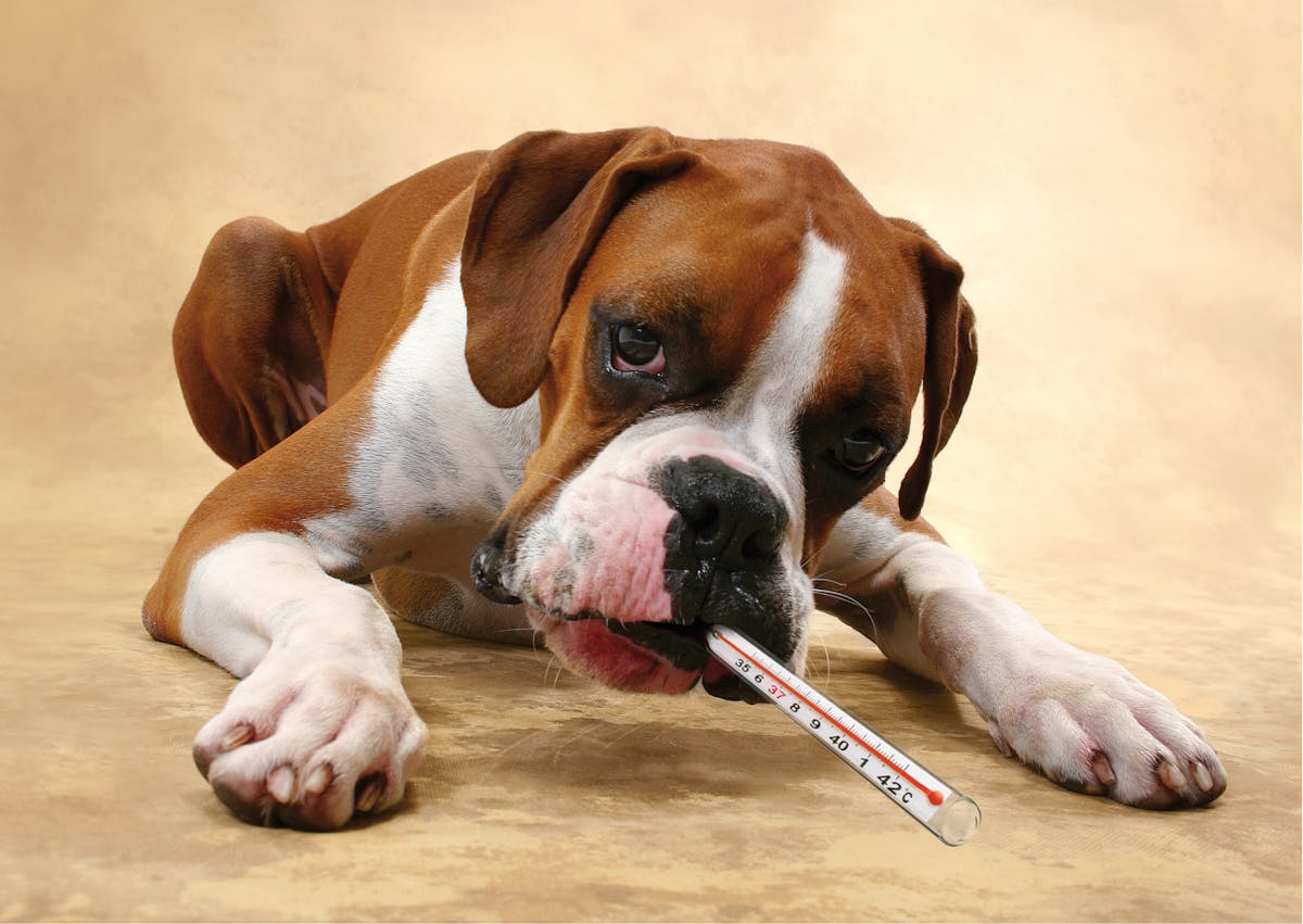 chien boxer malade en train de prendre un médicament