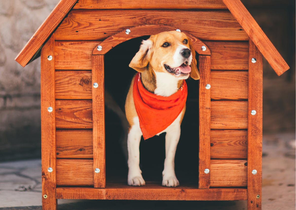 chien beagle dans une niche en bois