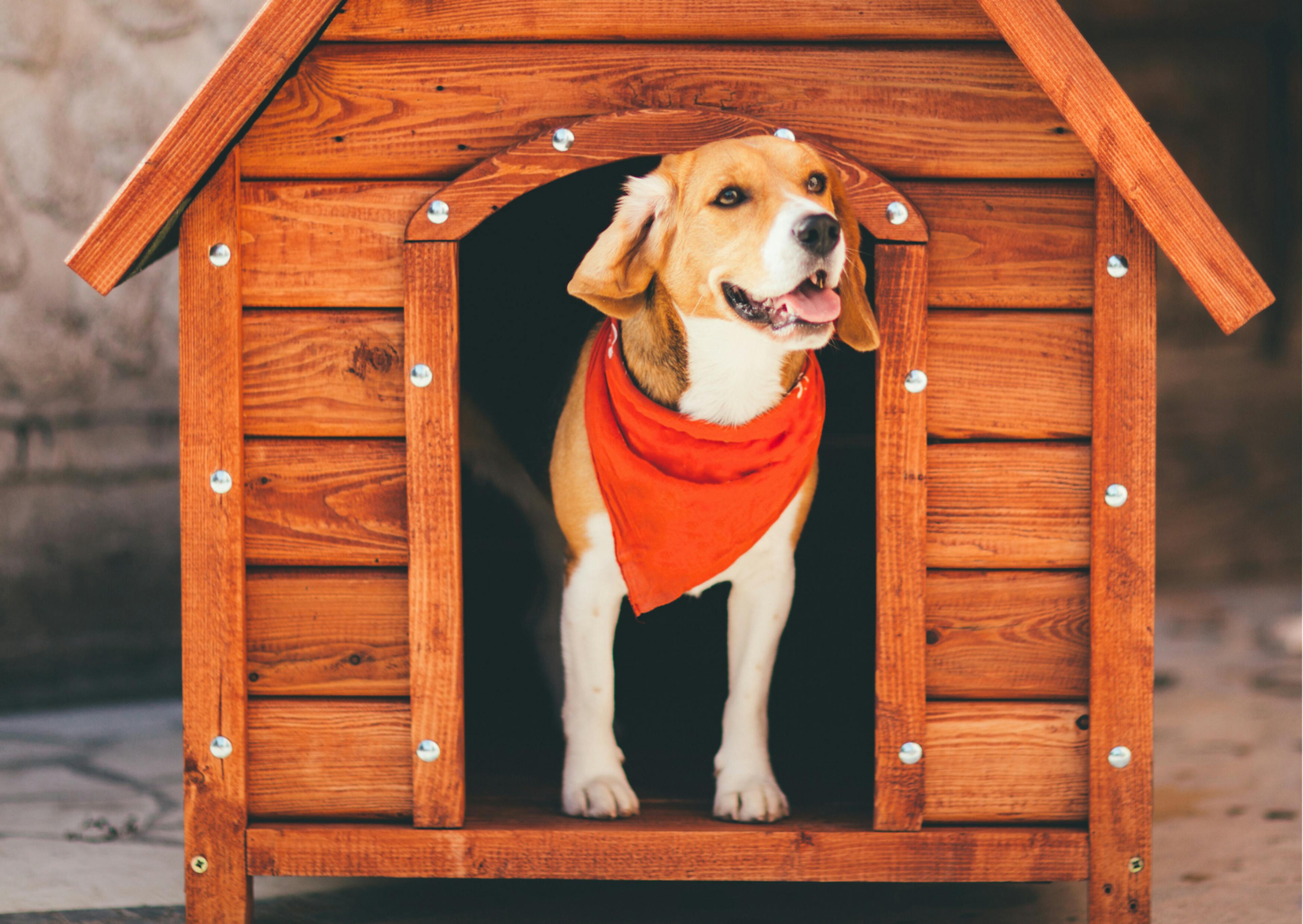 chien beagle dans une niche en bois 