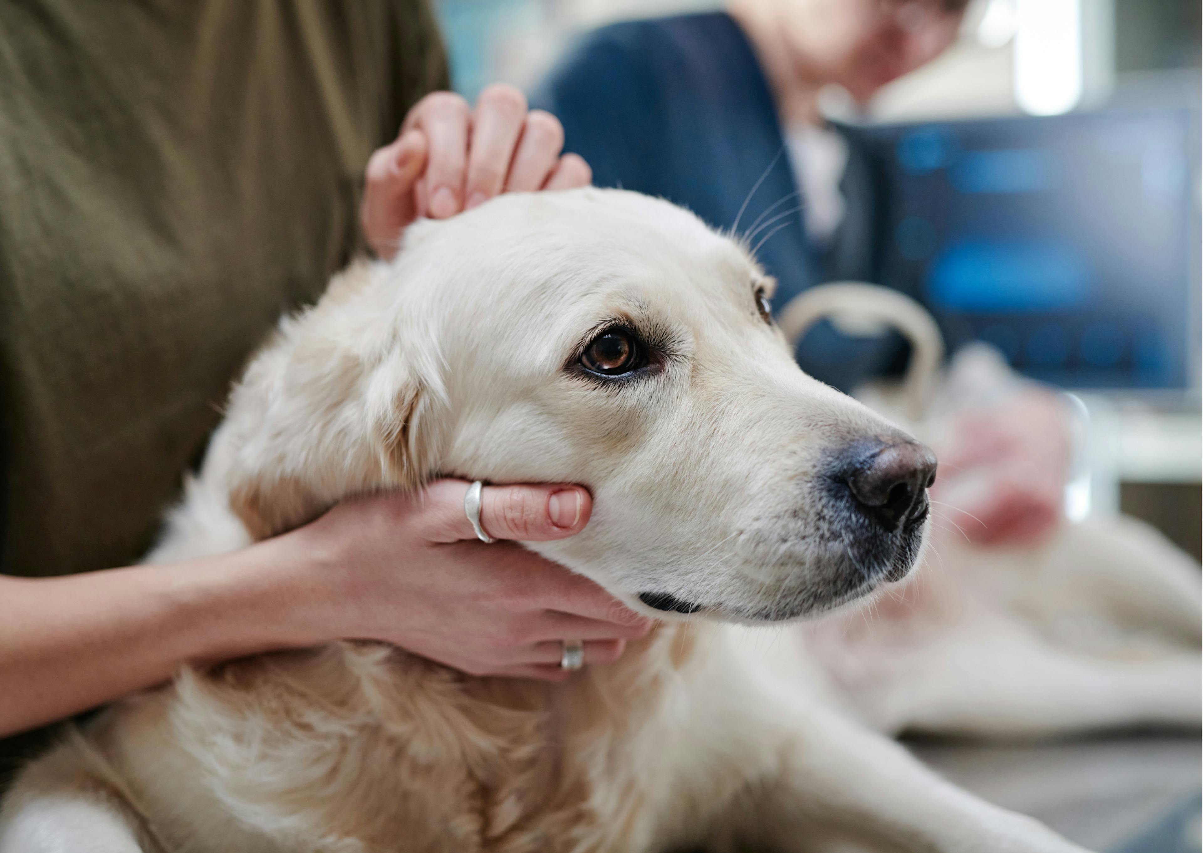 chien golden retriever chez le vétérinaire 