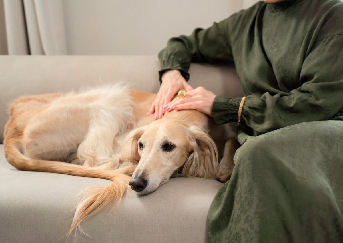 lévrier couché sur le canapé avec son maitre