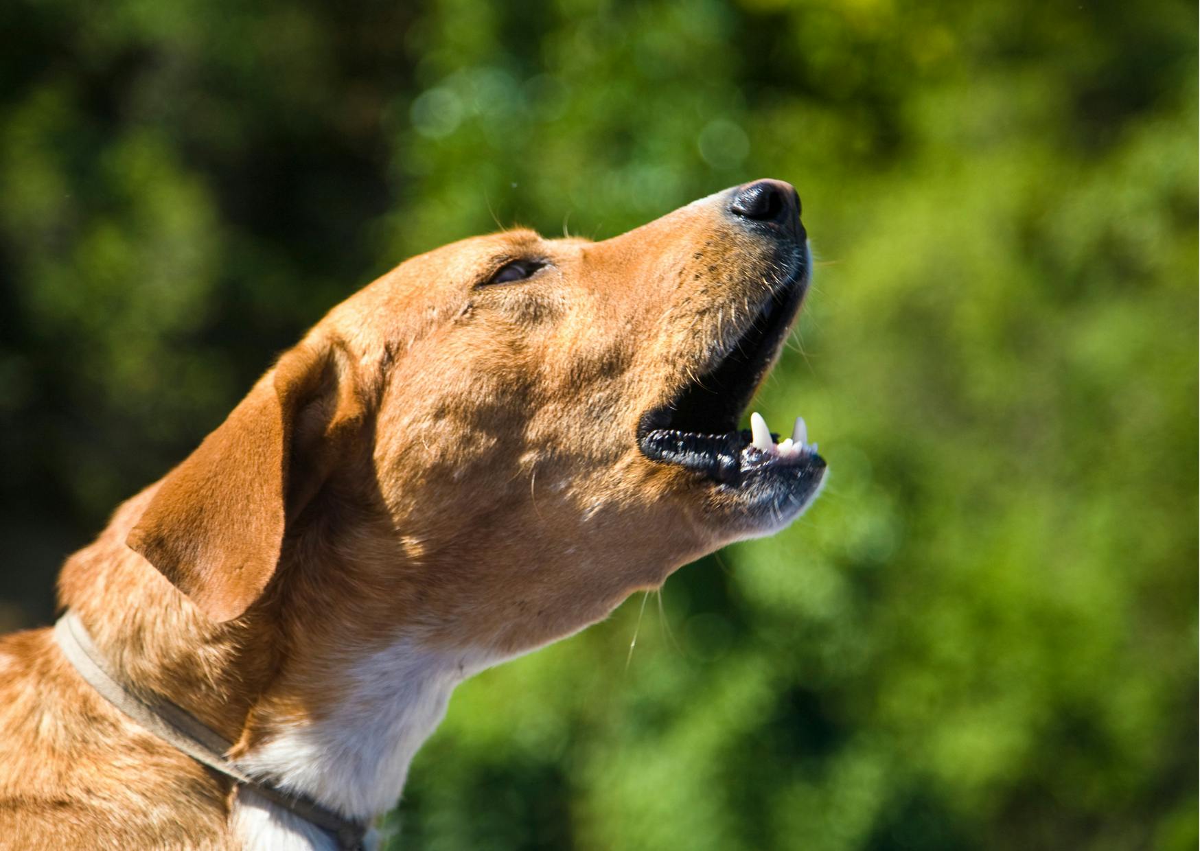 chien qui aboie