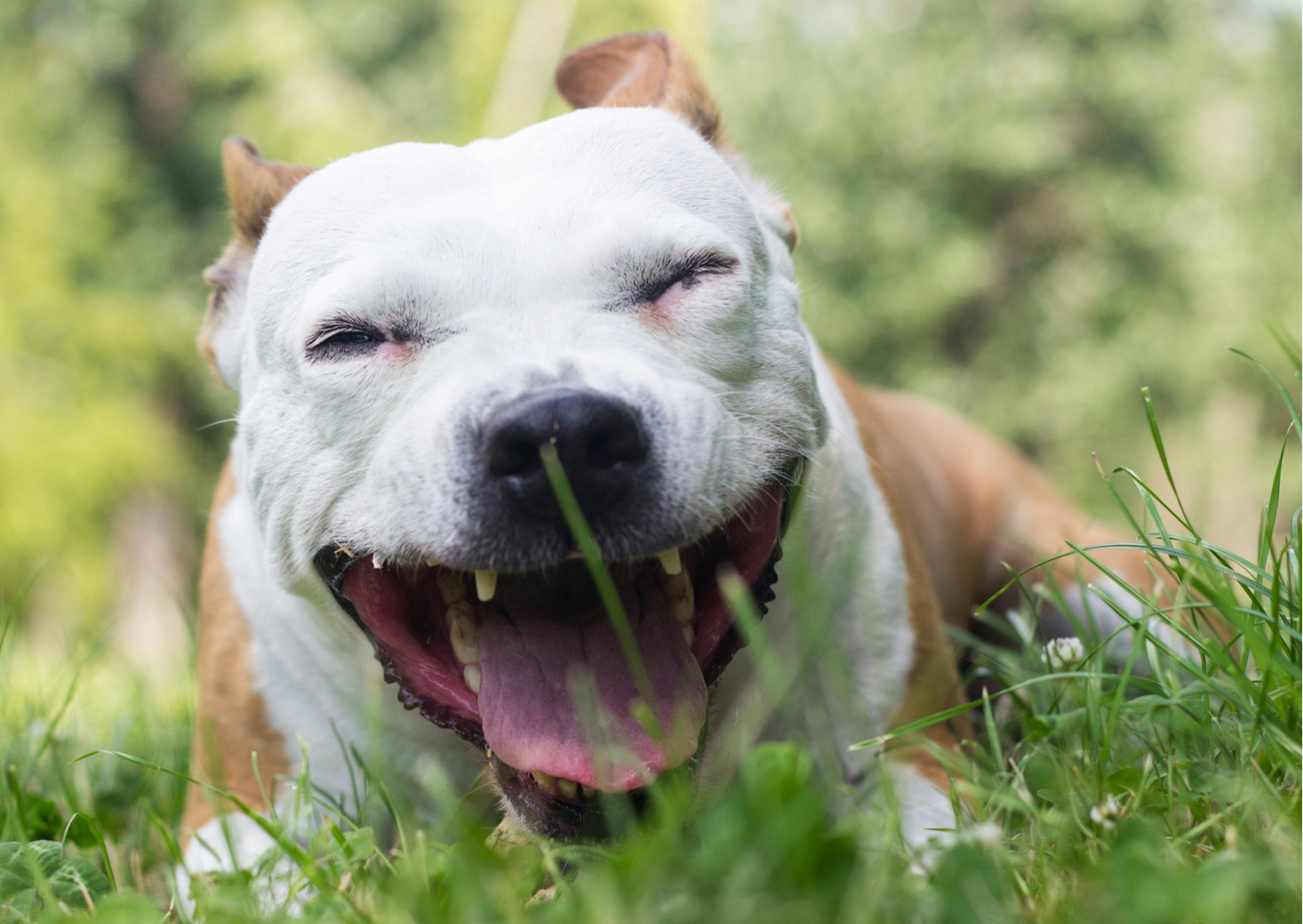 staffy qui sourit dans l'herbe 