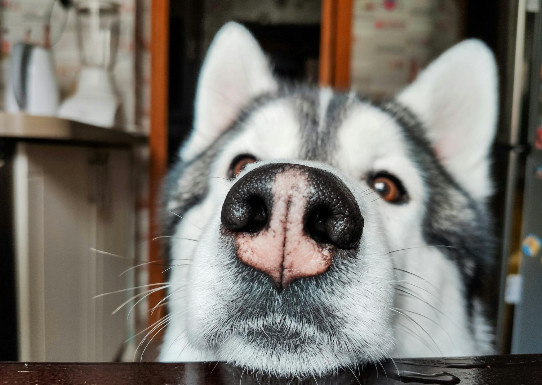 tête de husky curieux