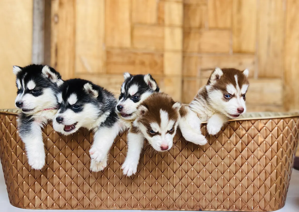 chiots husky qui sortent d'un panier
