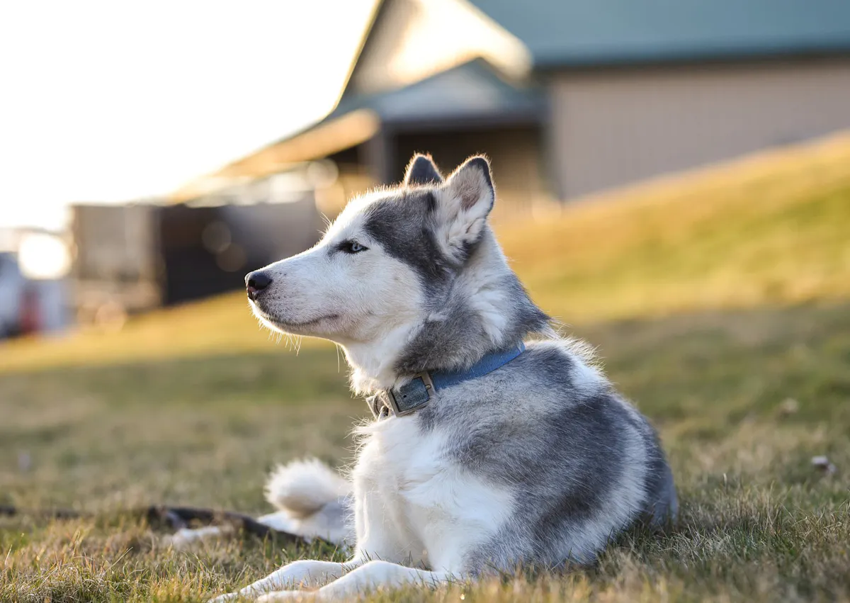 husky qui regarde au loin