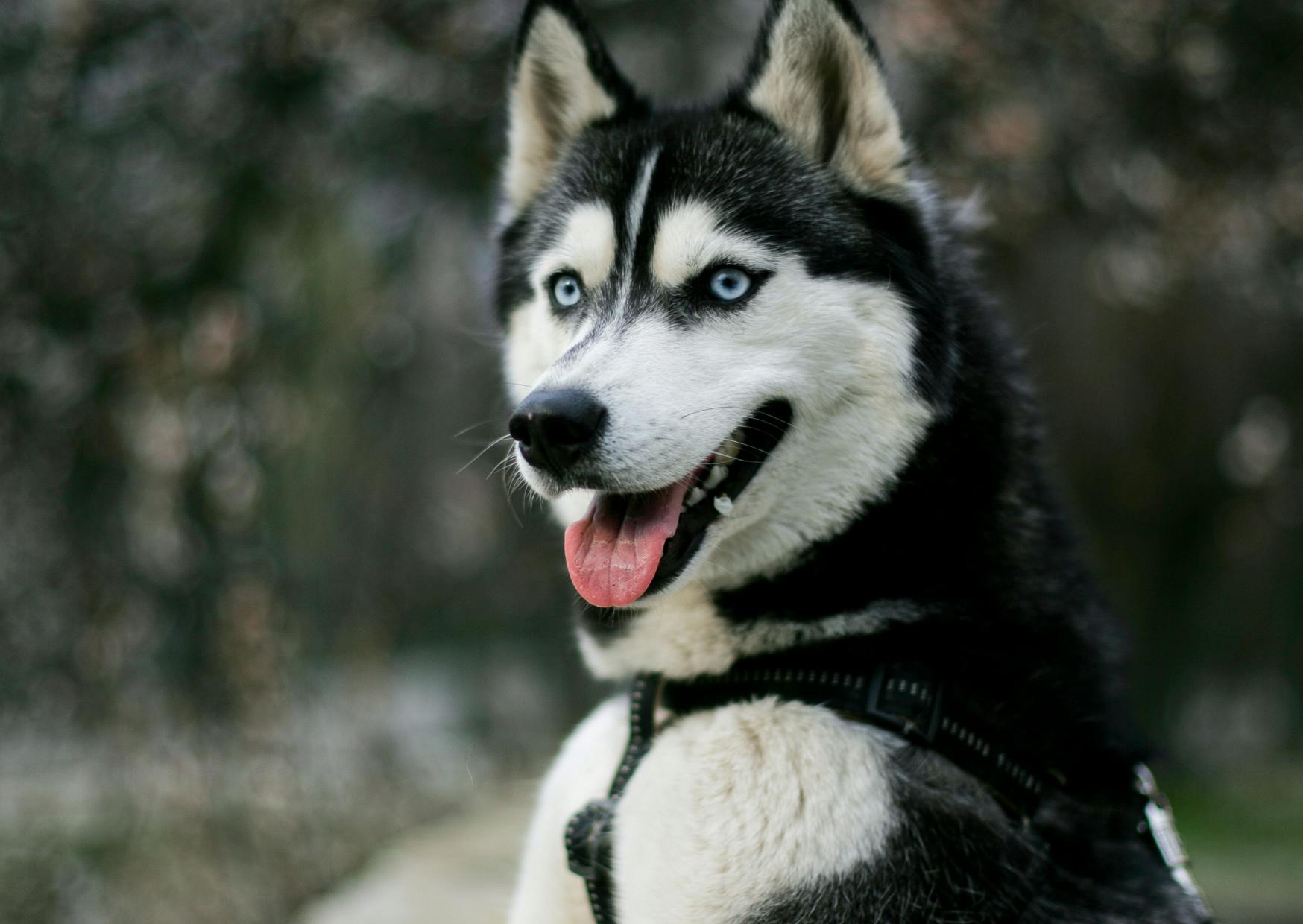 husky attentif