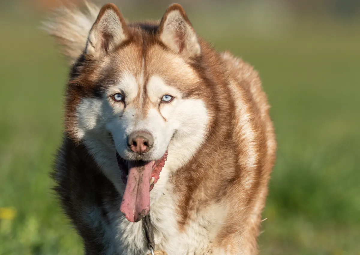 Chien husky qui tire la langue